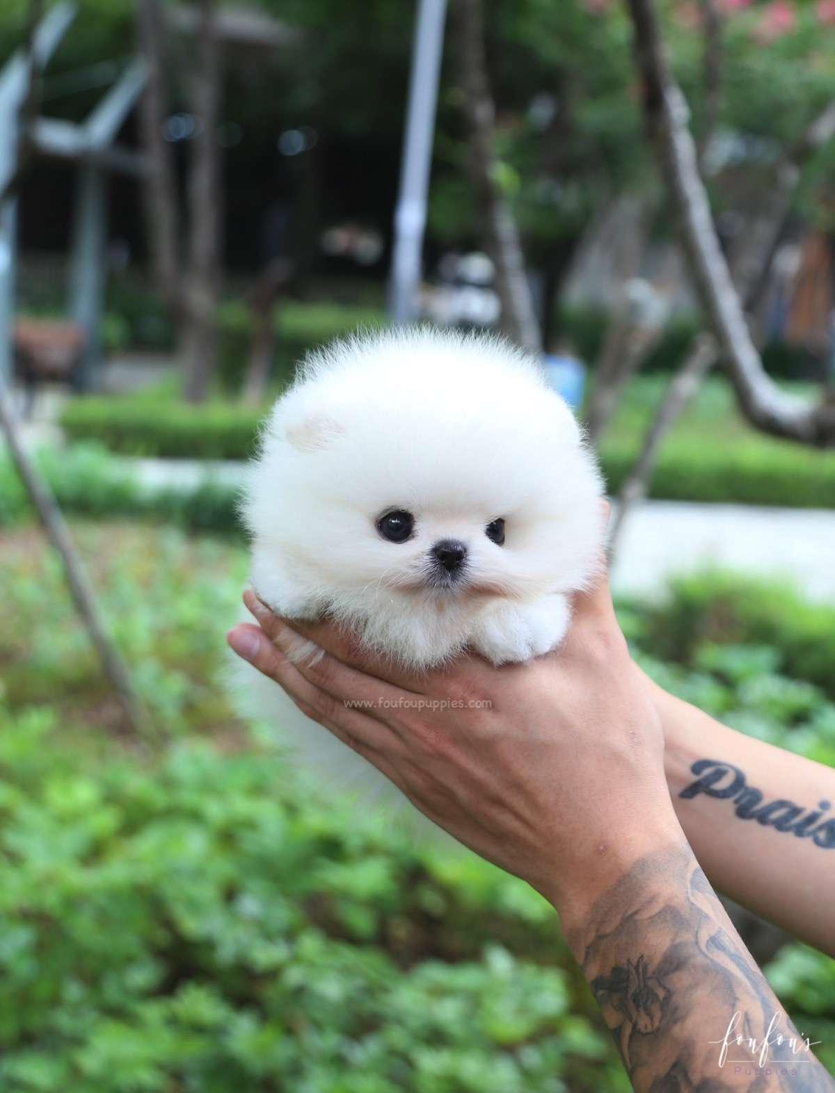 Sire - Pomeranian M.