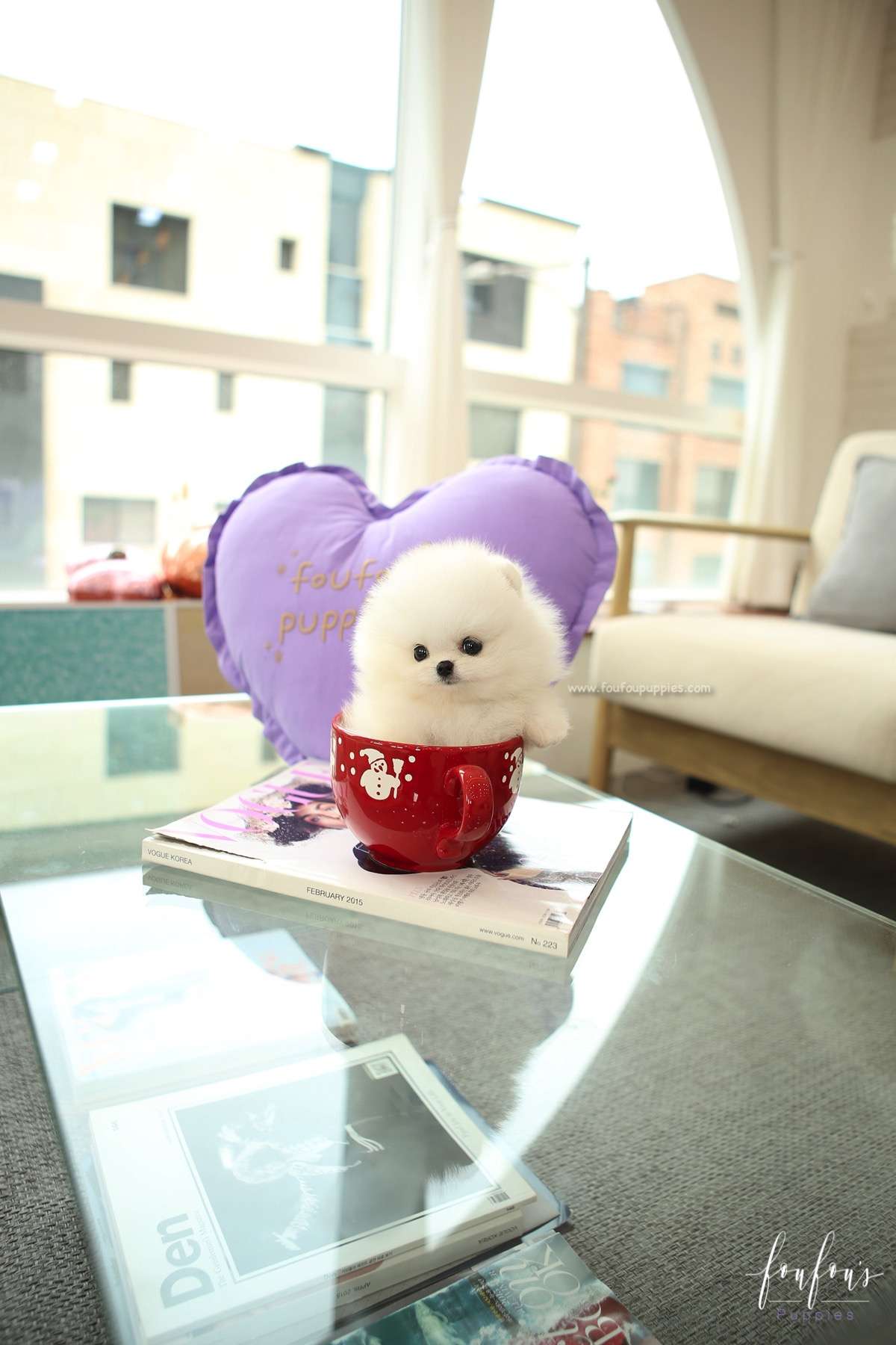 BooBear - Pomeranian M.