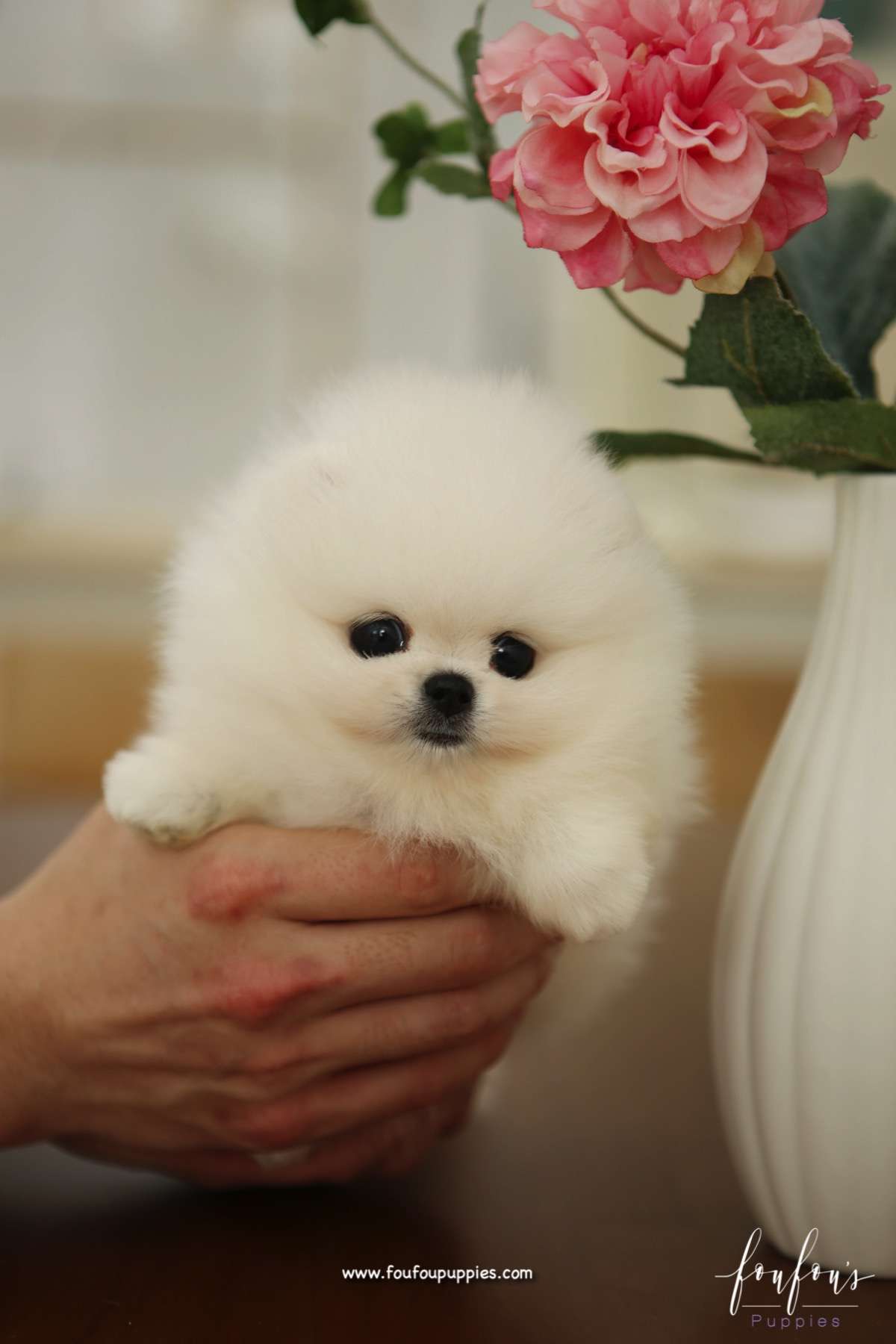 Bear - Pomeranian M.