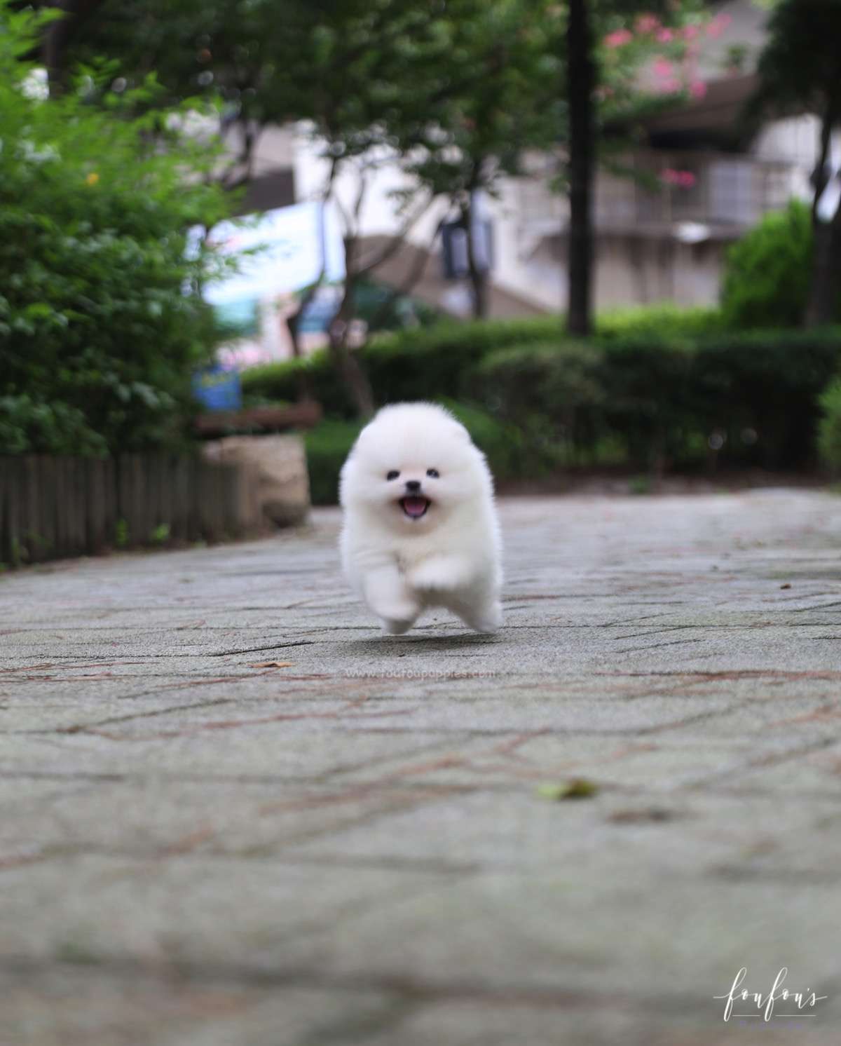 Sire - Pomeranian M.