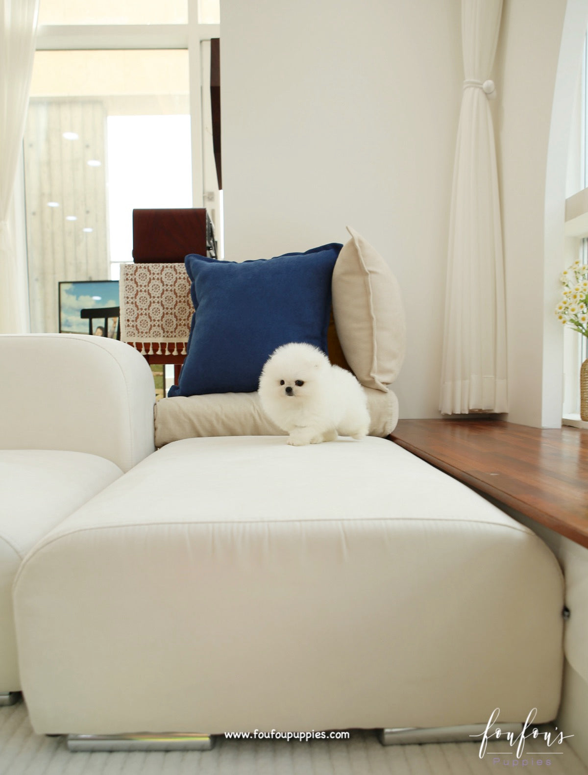 Bear - Pomeranian M.