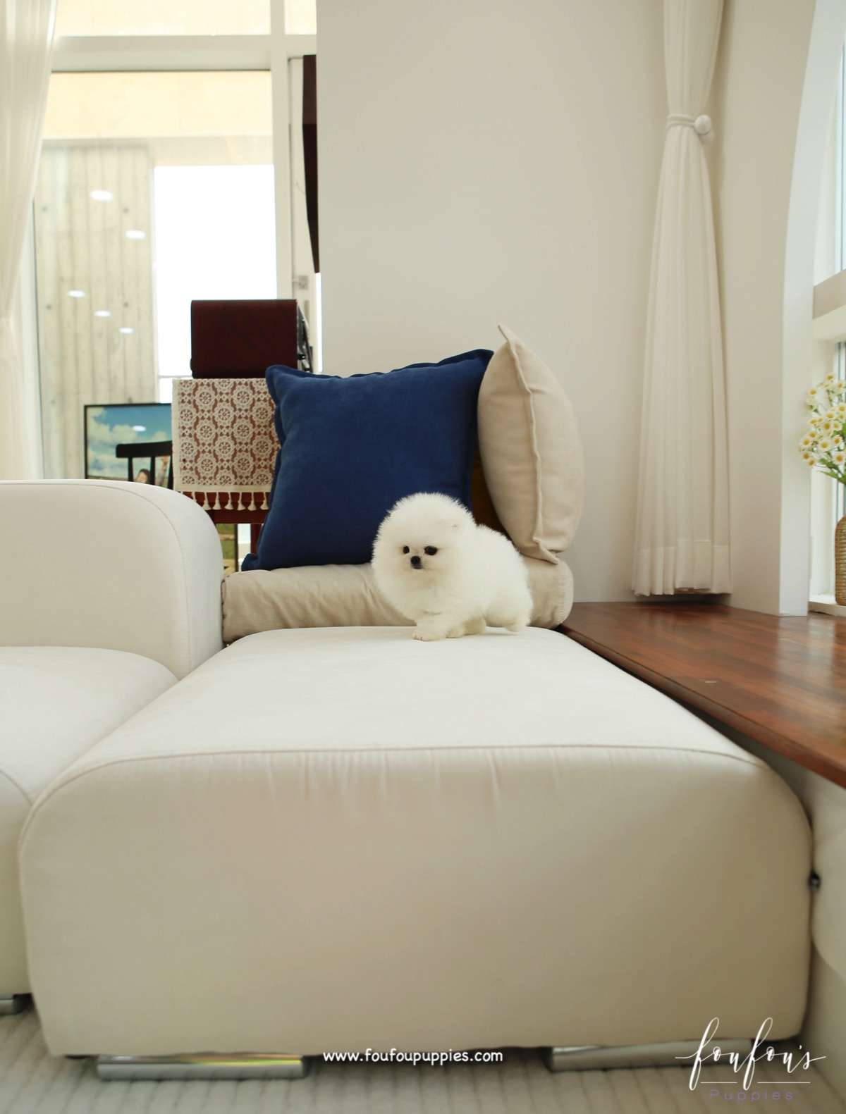Bear - Pomeranian M.