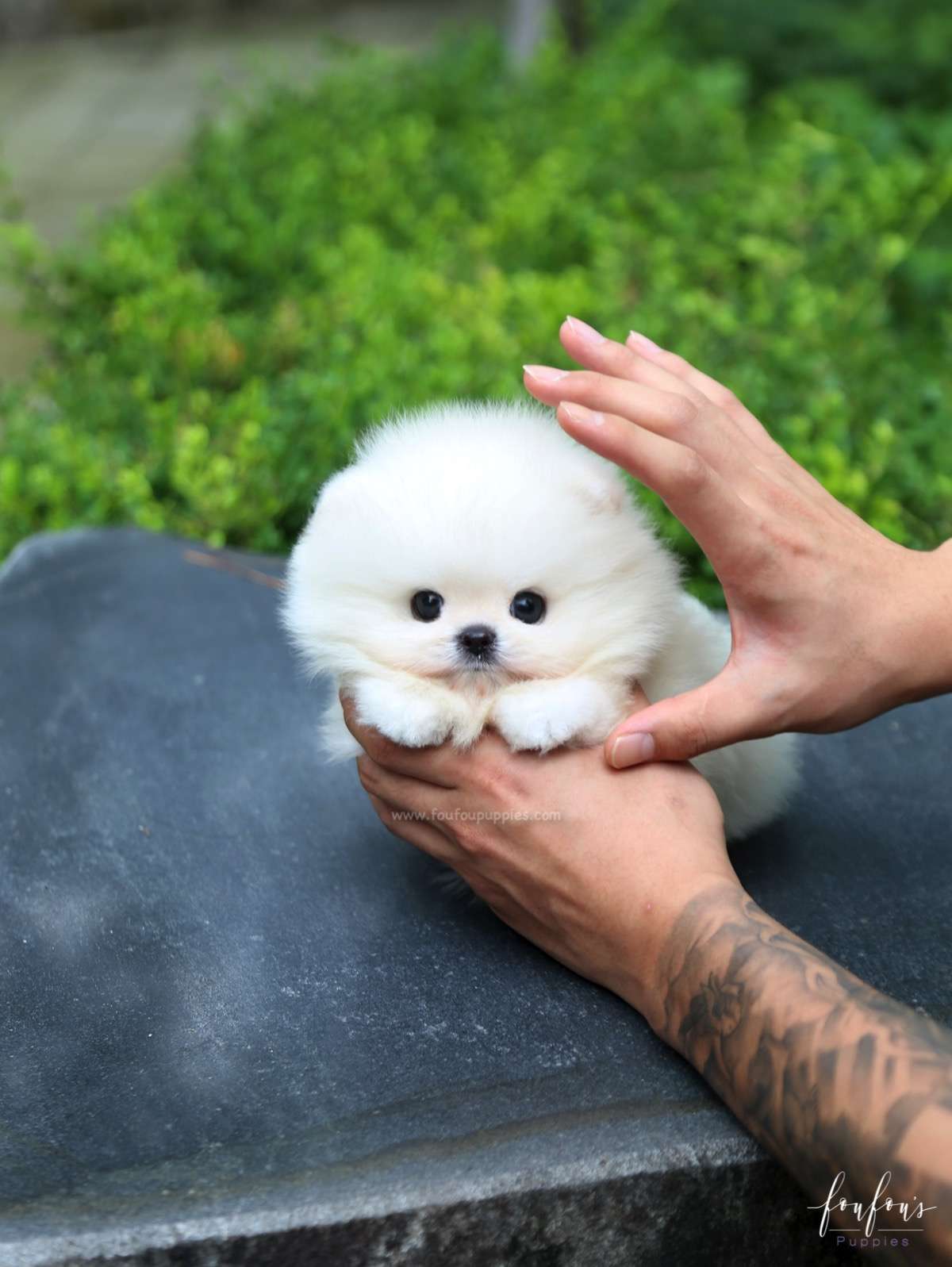 Sire - Pomeranian M.