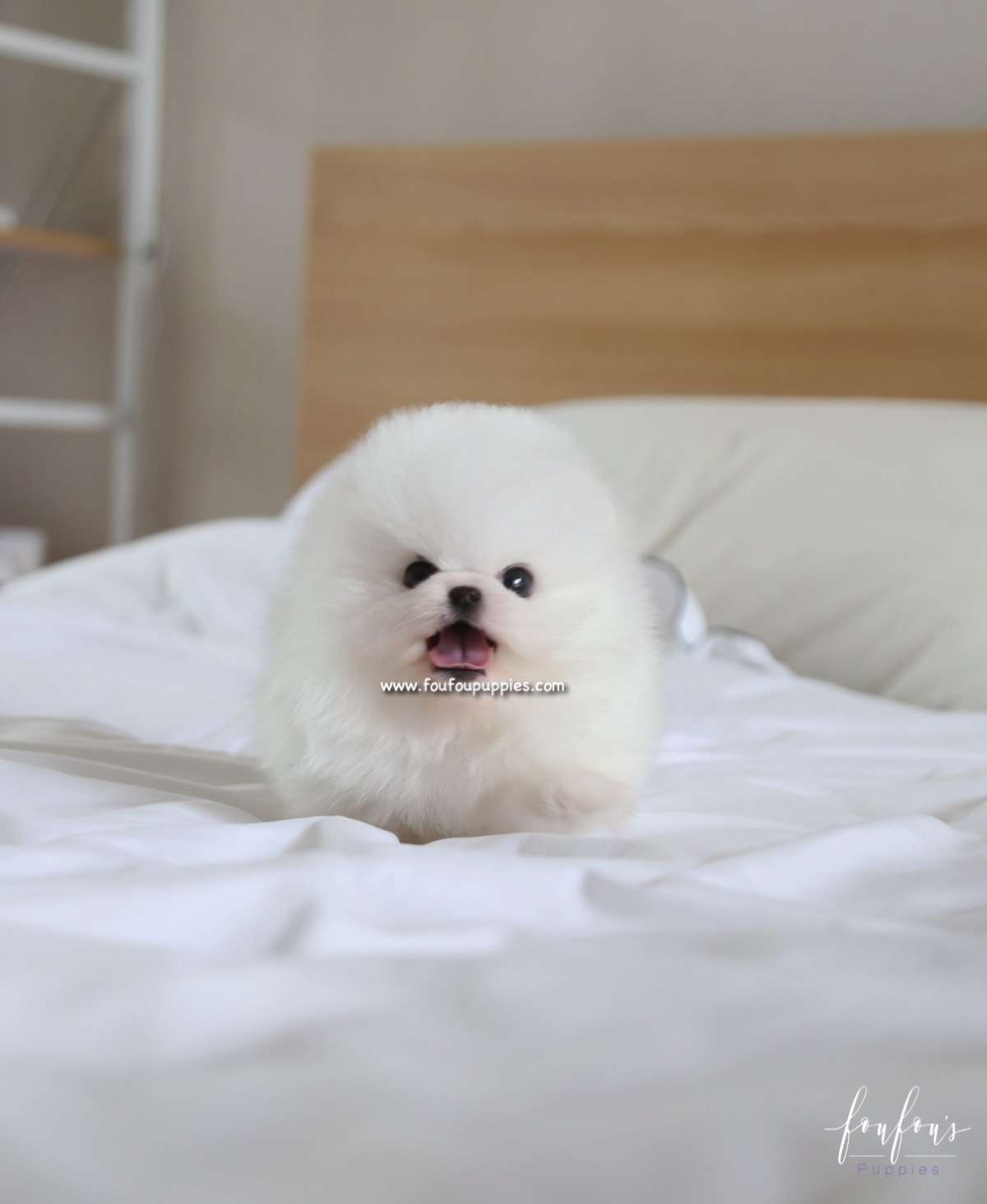 Bear - Pomeranian M.