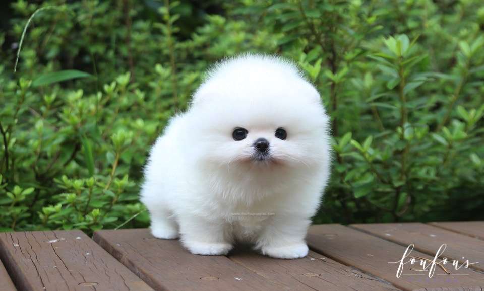 Sire - Pomeranian M.