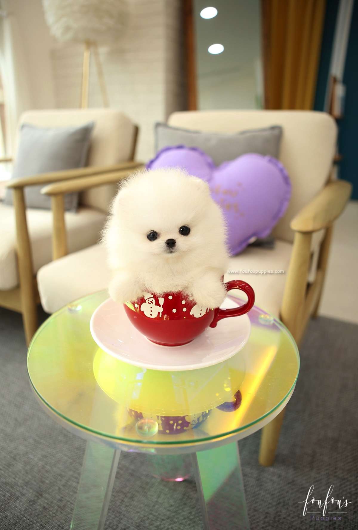 BooBear - Pomeranian M.