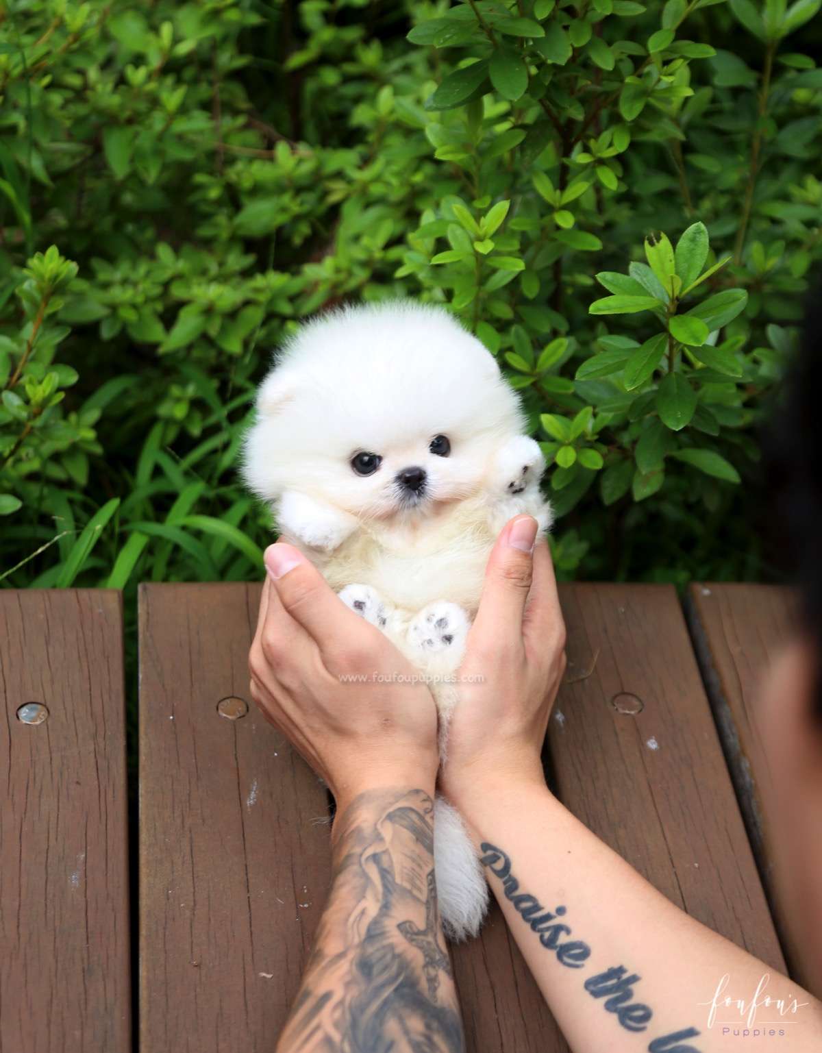 Sire - Pomeranian M.