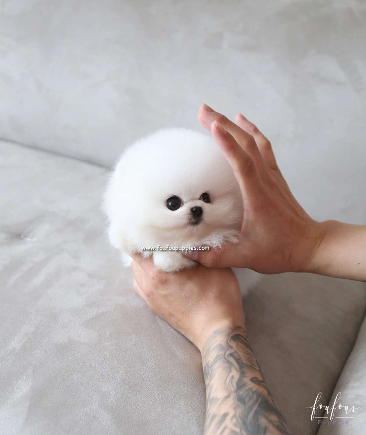 Bear - Pomeranian M.