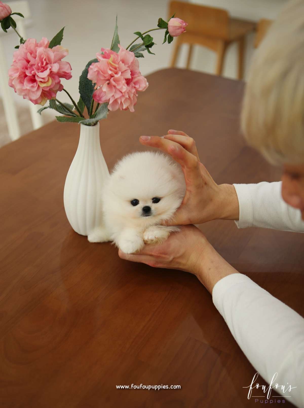 Bear - Pomeranian M.