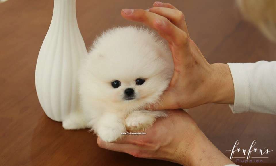Bear - Pomeranian M.