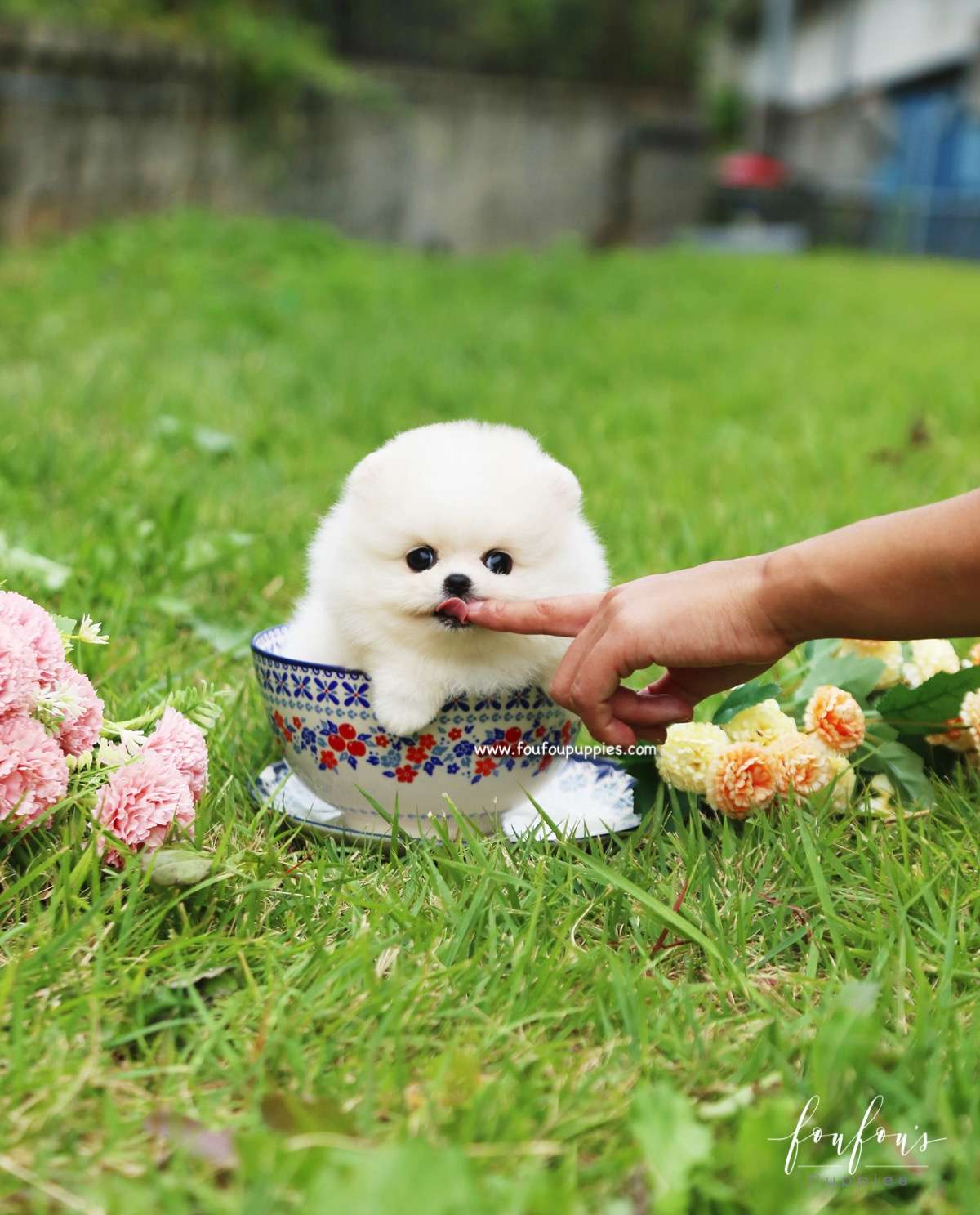 Bebe - Pomeranian F.
