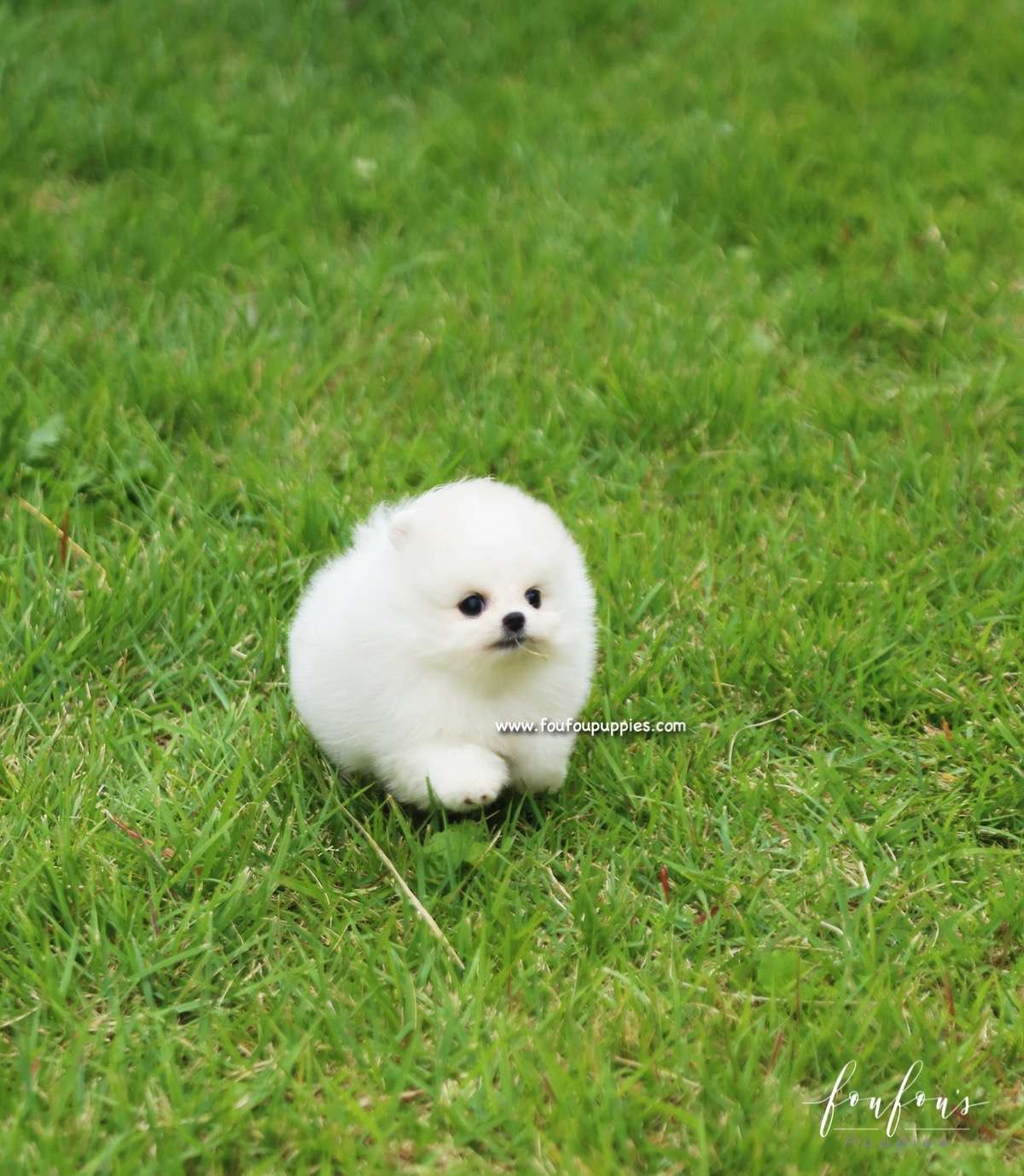 Bebe - Pomeranian F.