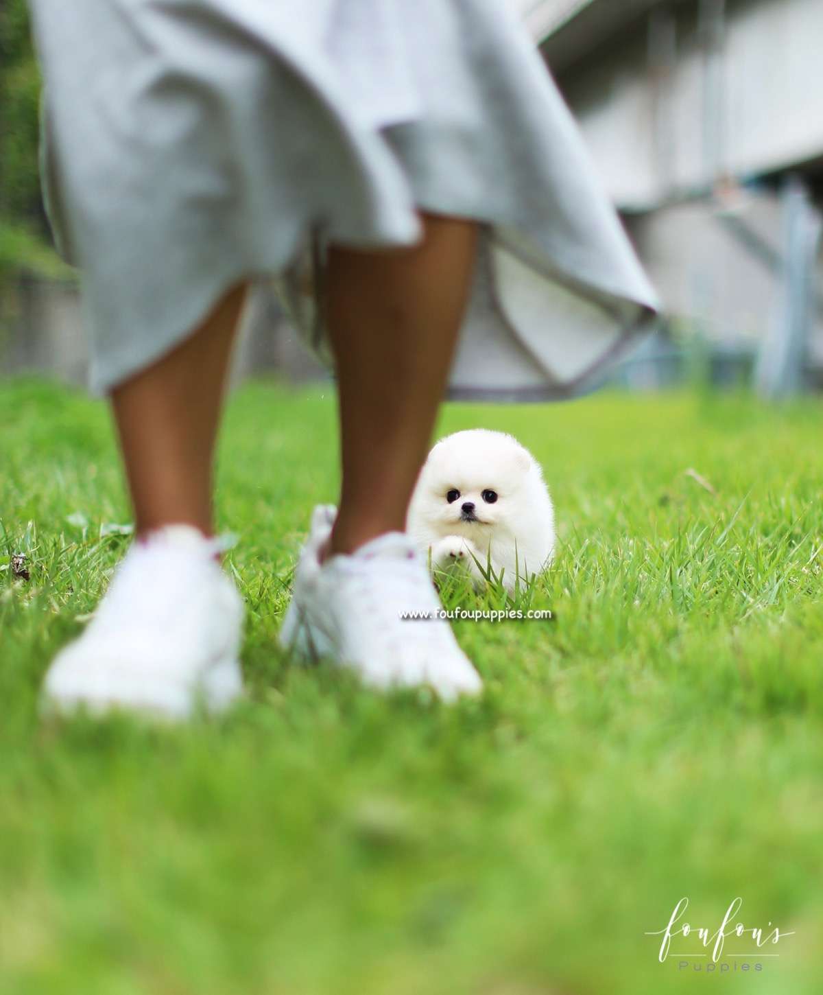 Bebe - Pomeranian F.