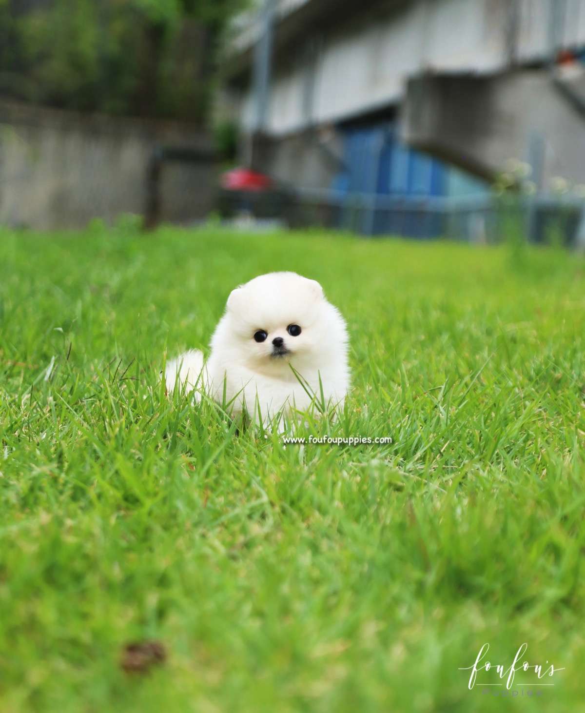 Bebe - Pomeranian F.