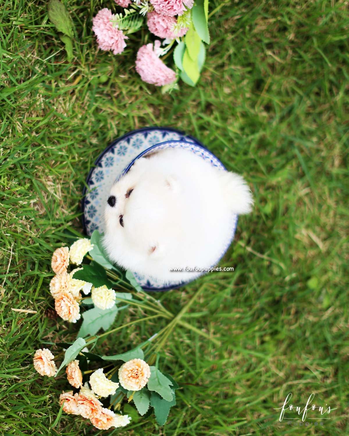Bebe - Pomeranian F.