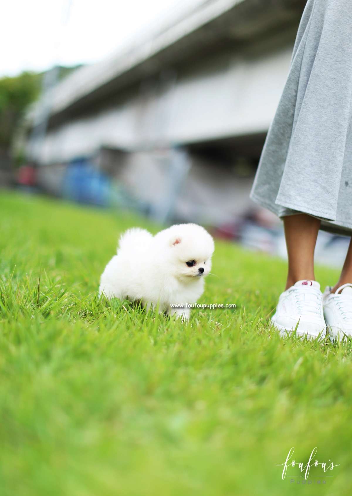 Bebe - Pomeranian F.