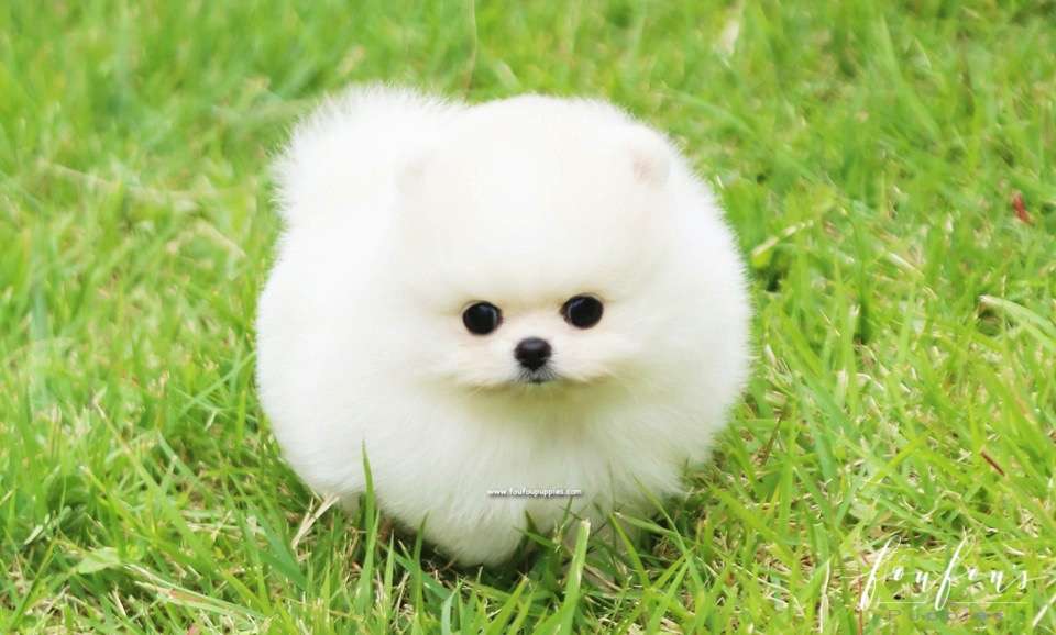 Bebe - Pomeranian F.