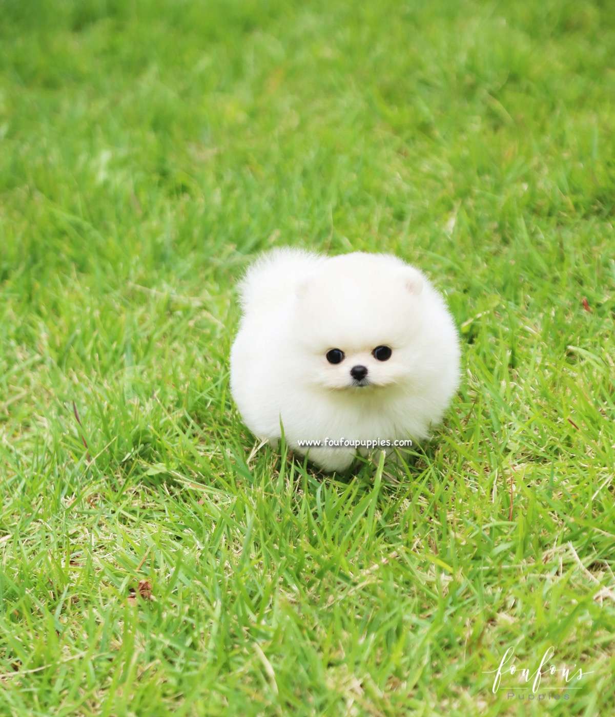 Bebe - Pomeranian F.