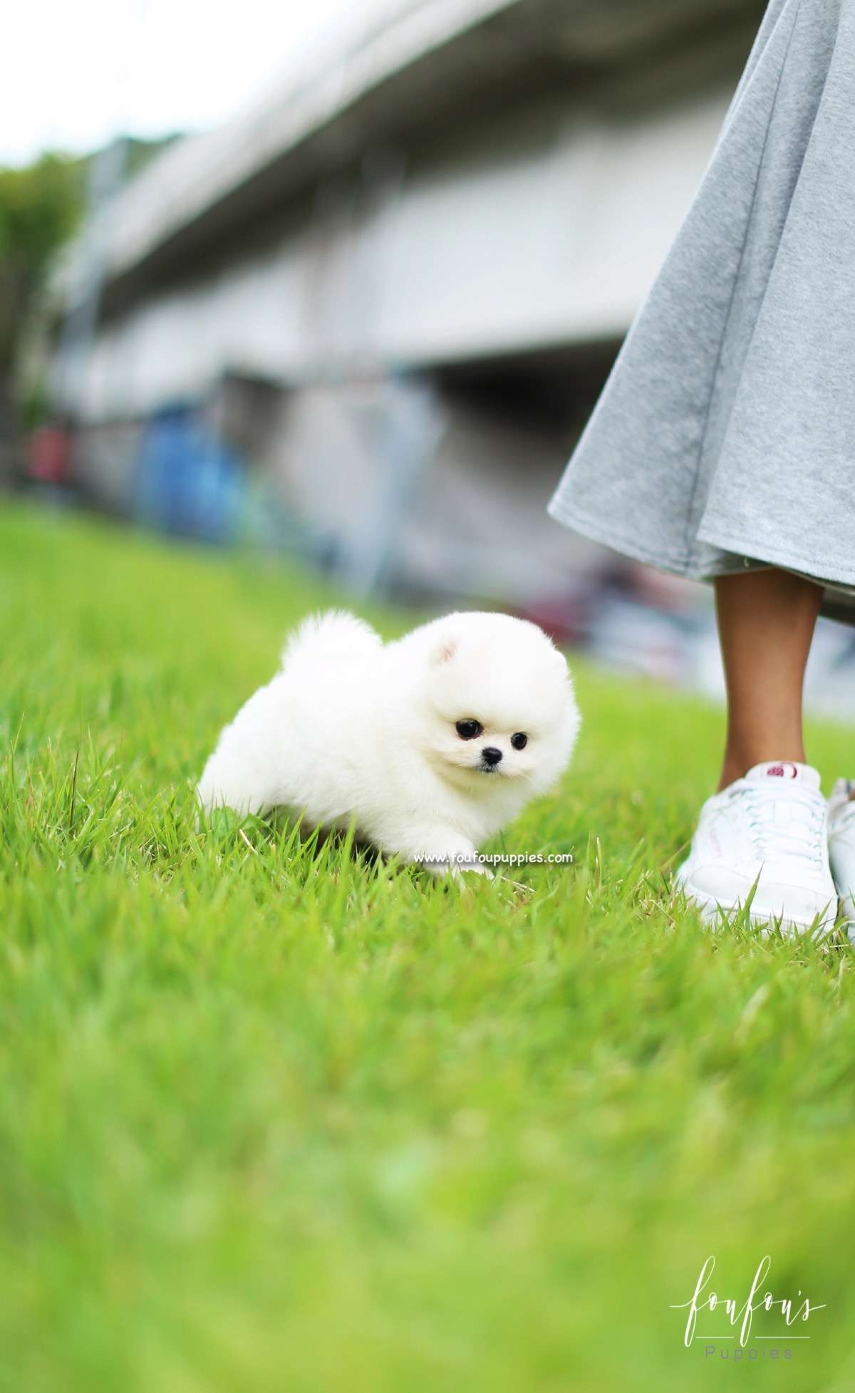 Bebe - Pomeranian F.