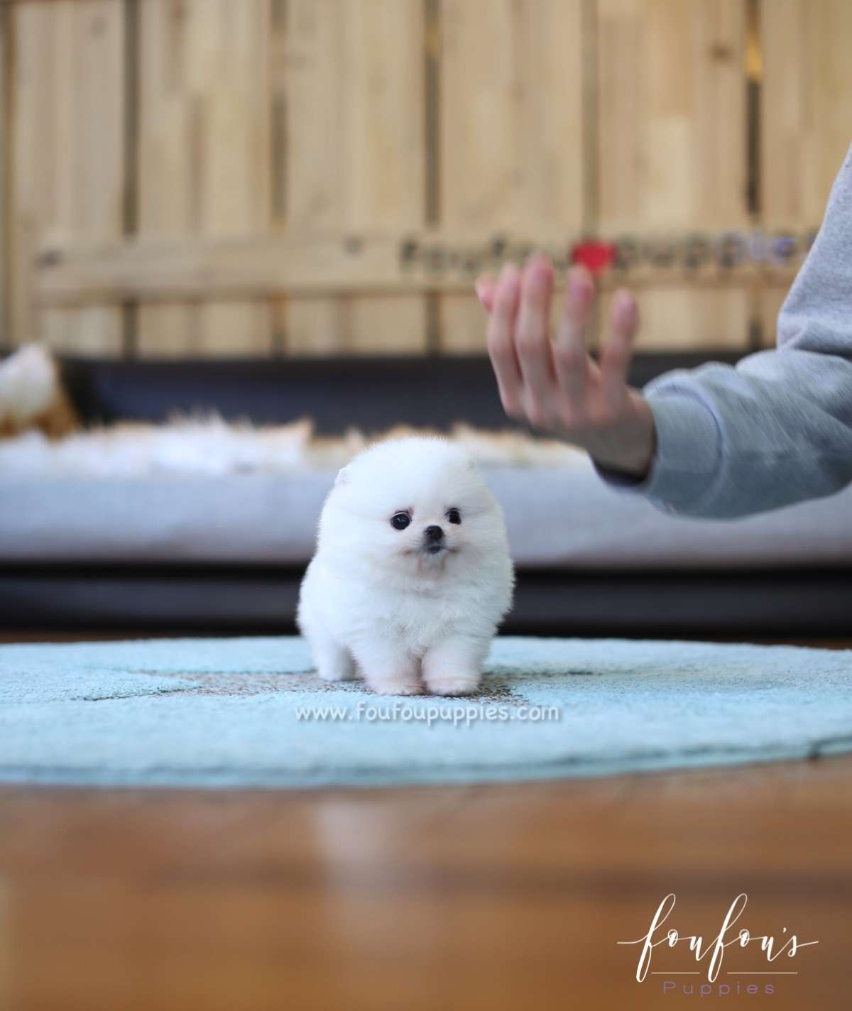 Belle - Pomeranian F.