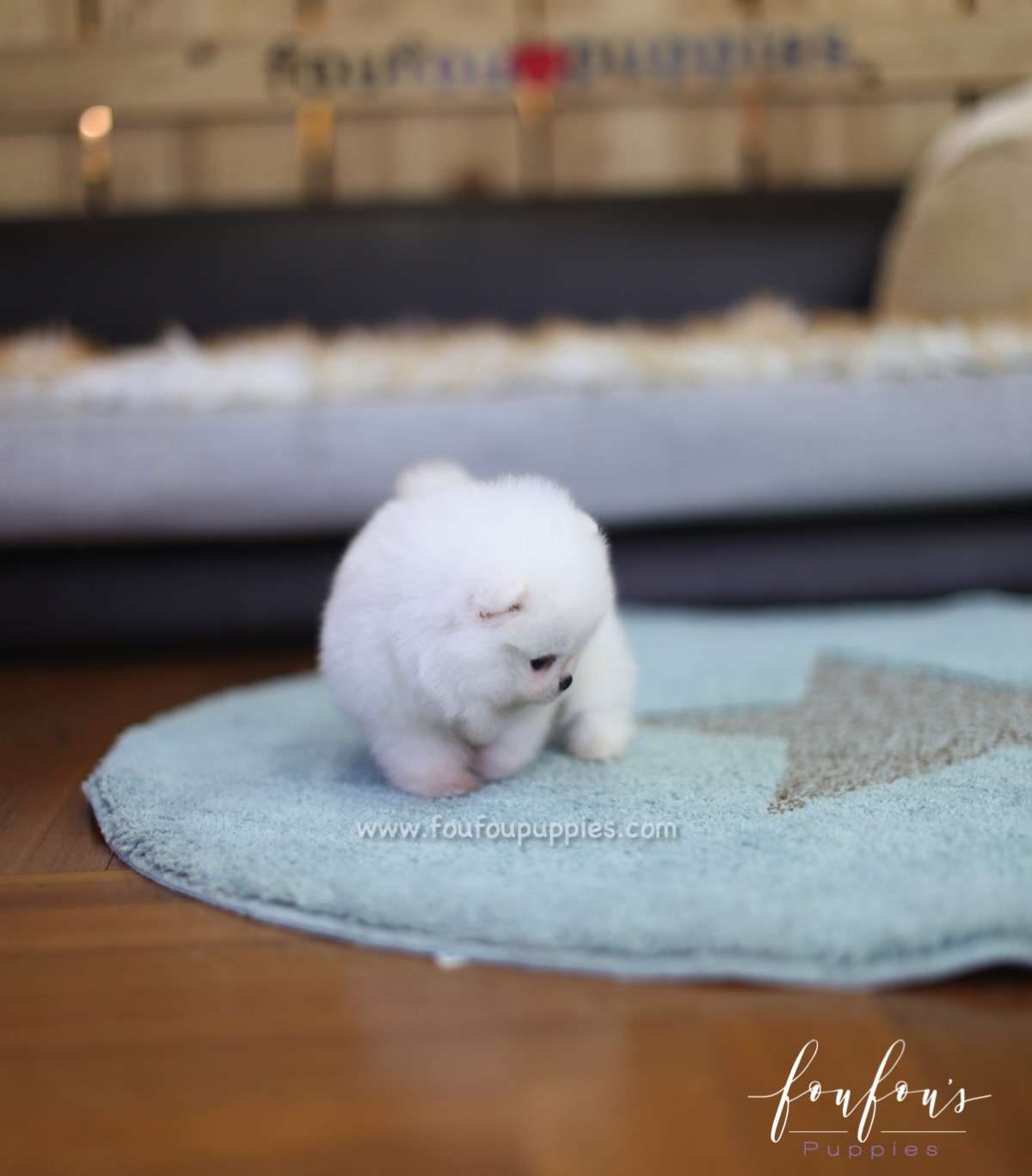 Belle - Pomeranian F.