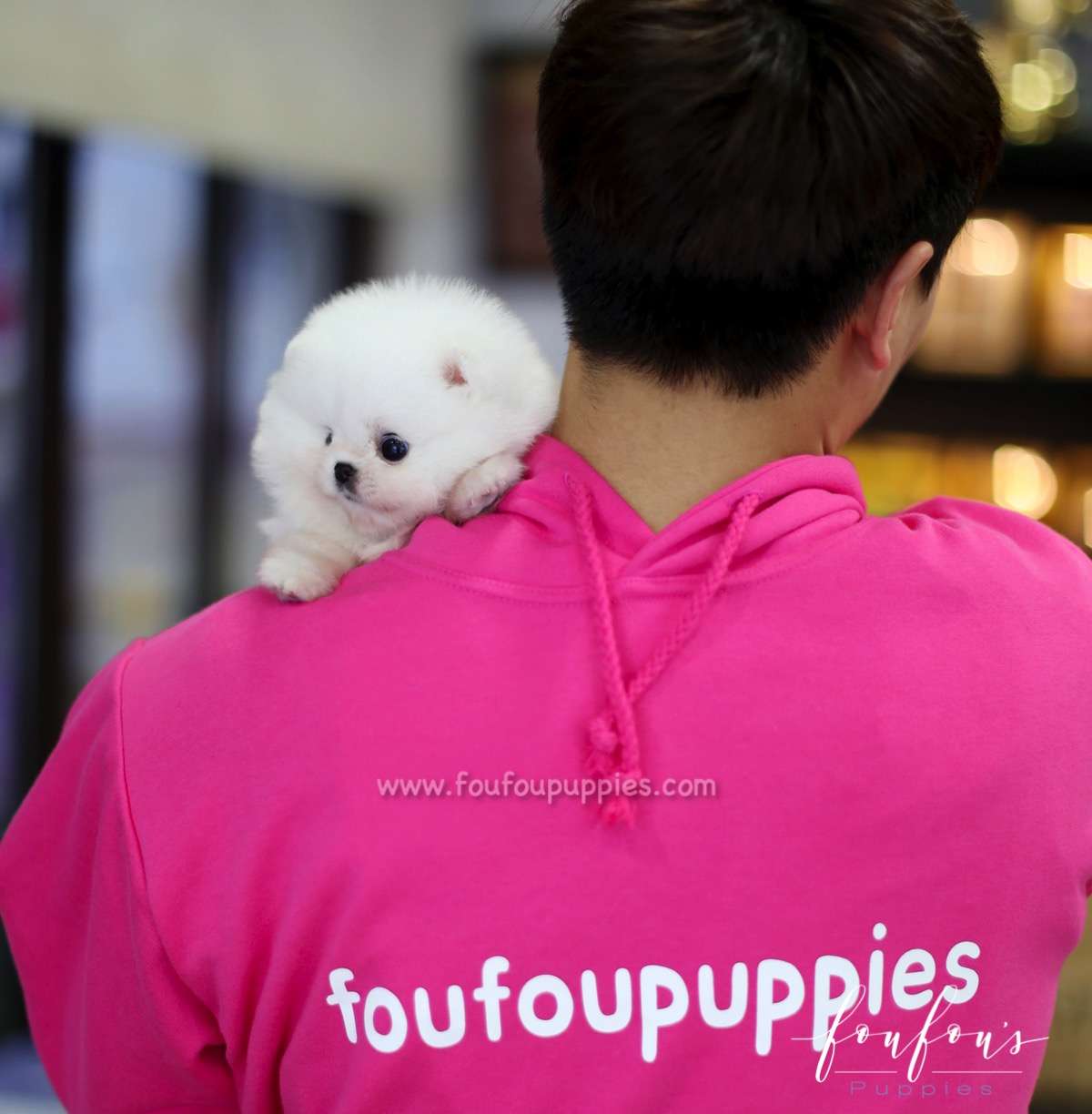 Belle - Pomeranian F.