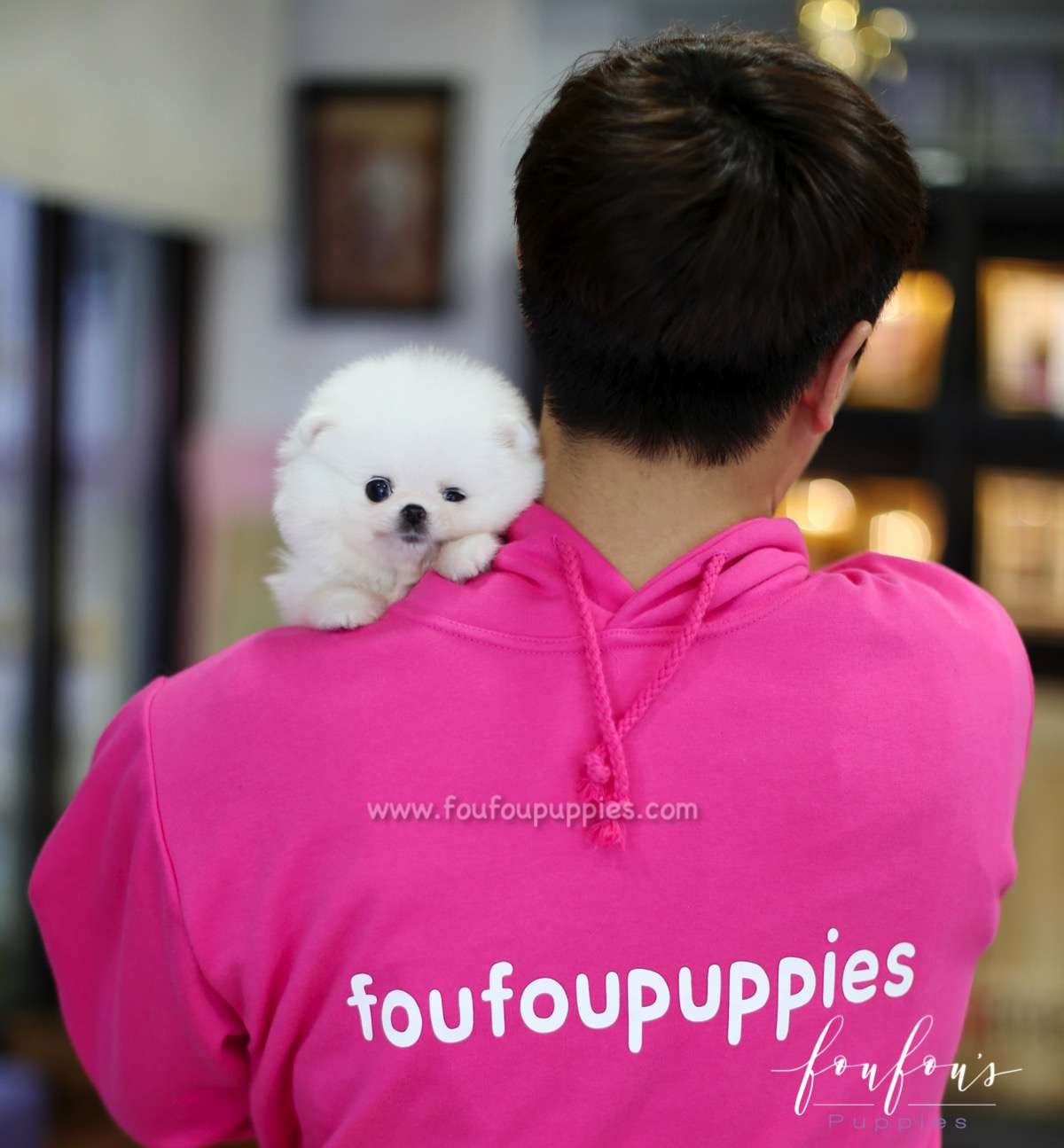 Belle - Pomeranian F.
