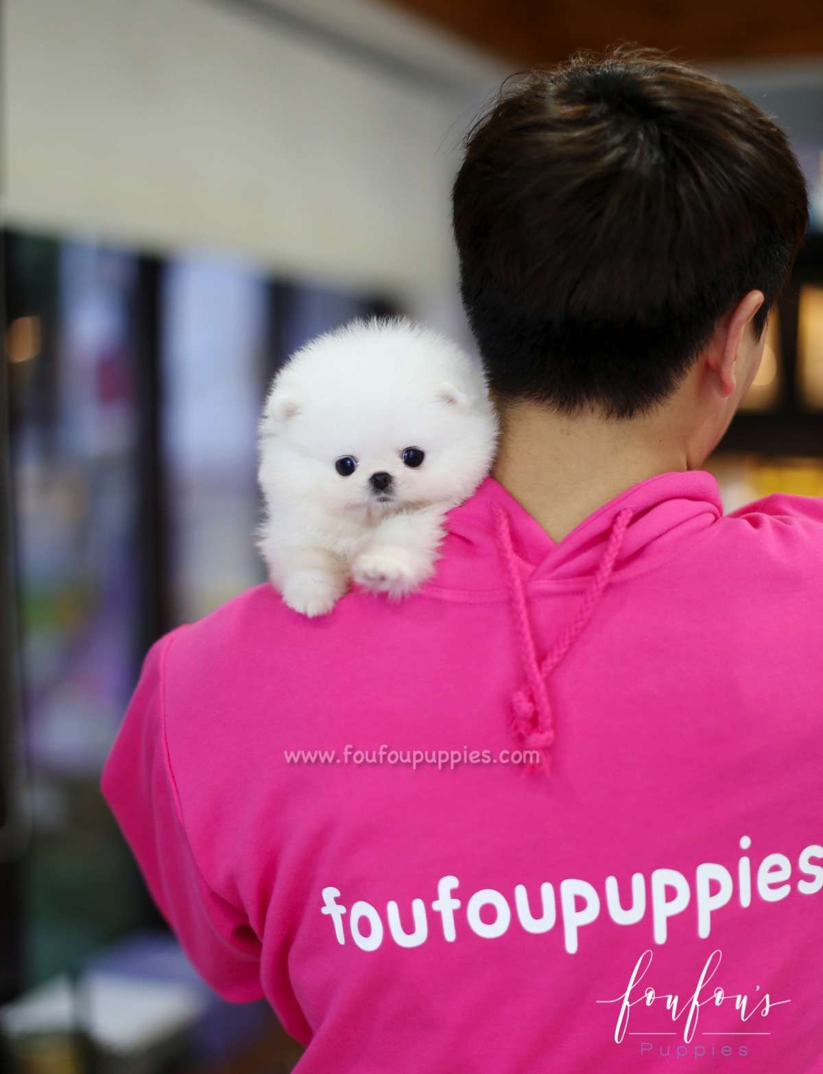 Belle - Pomeranian F.