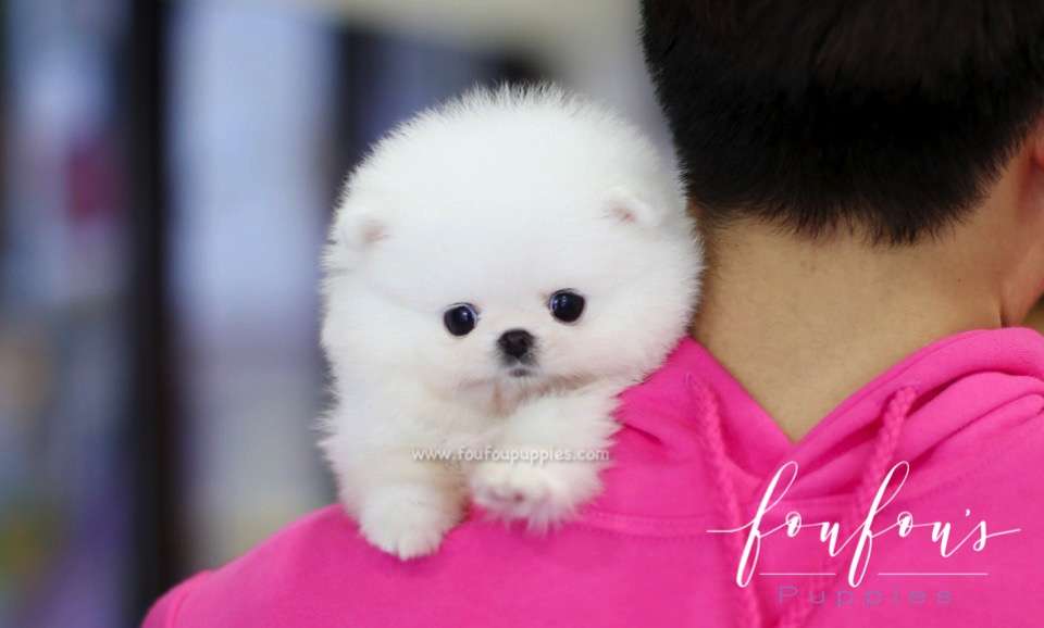 Belle - Pomeranian F.