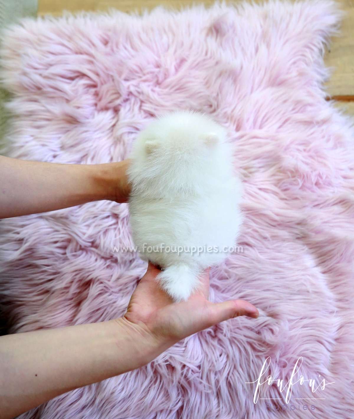 Bella - Pomeranian F.