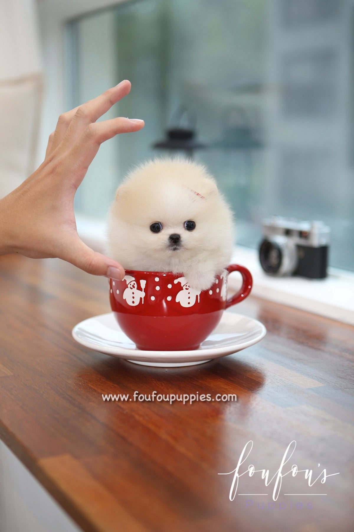 Cotton - Pomeranian F.