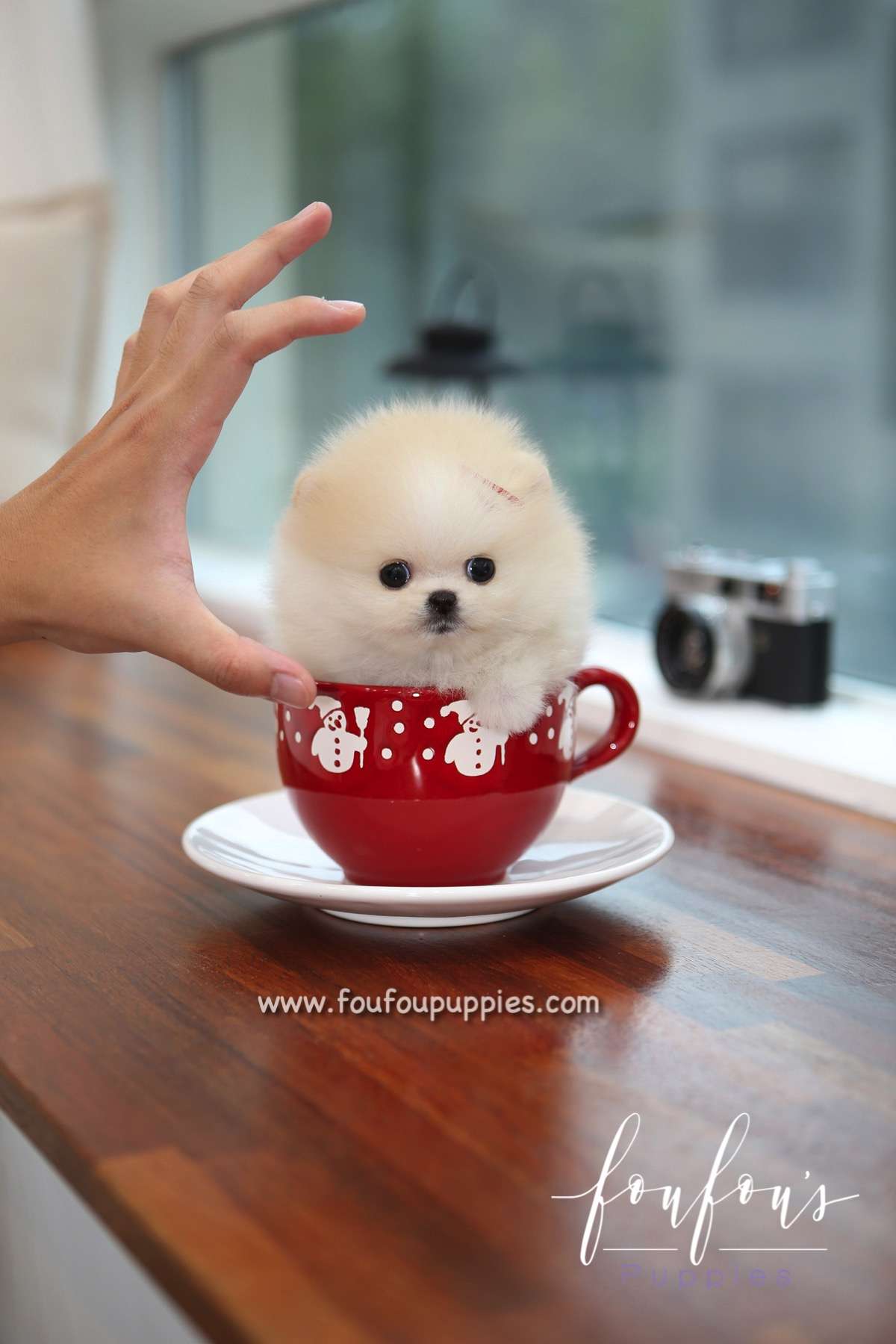 Cotton - Pomeranian F.
