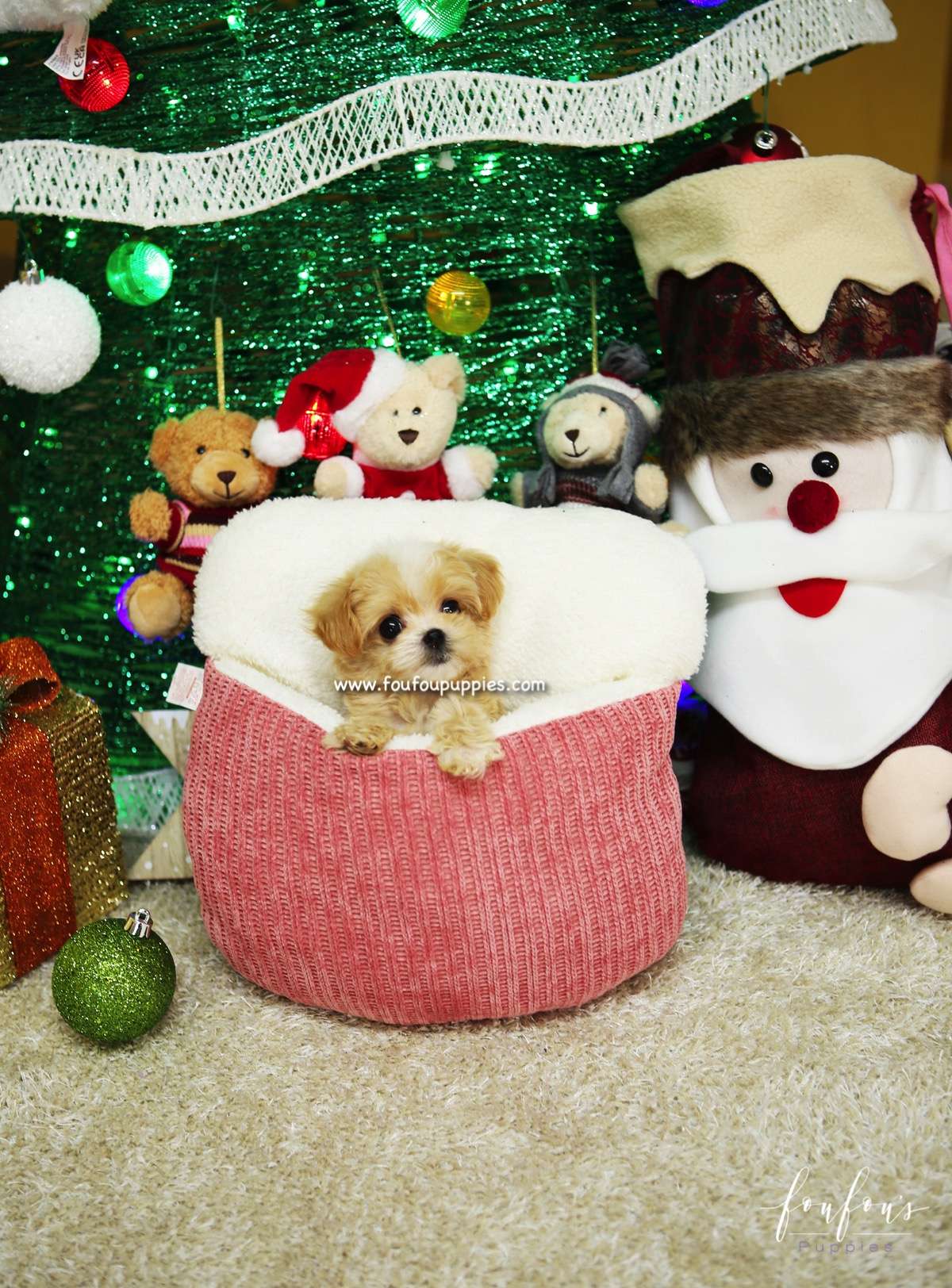 Lilly - Maltipoo F.