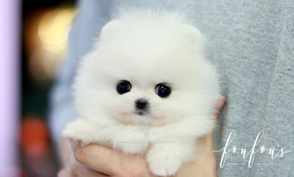 Bella - Pomeranian F.