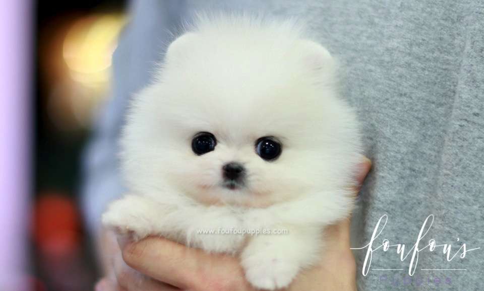 Bella - Pomeranian F.