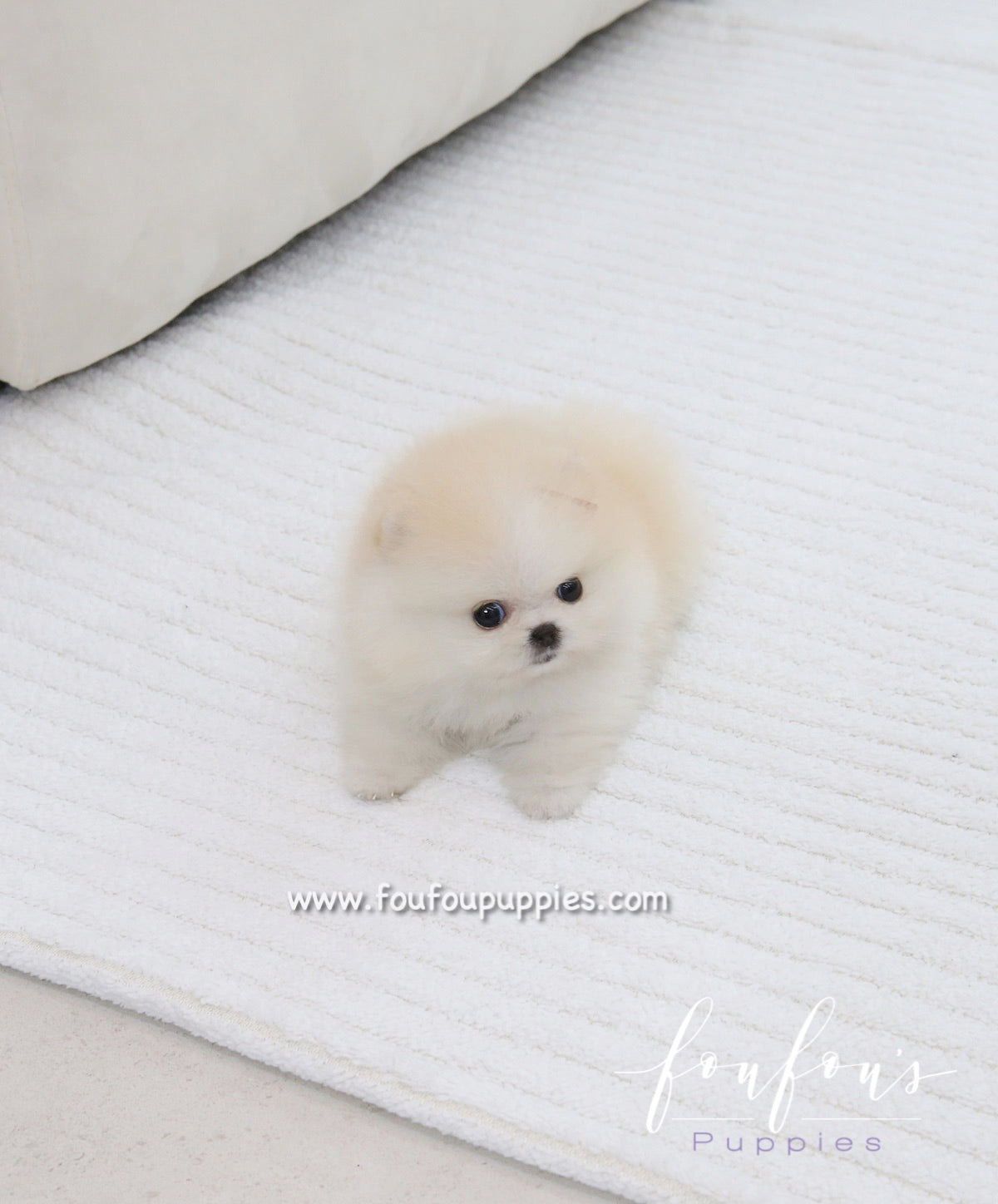 Cotton - Pomeranian F.