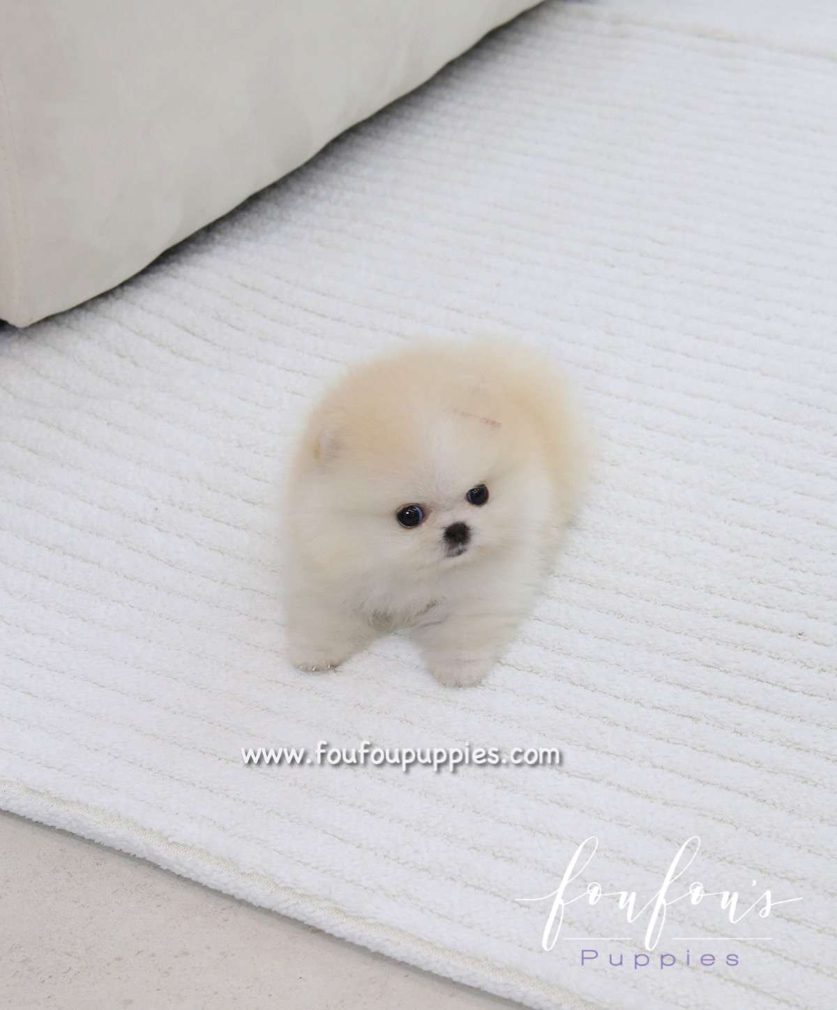 Cotton - Pomeranian F.