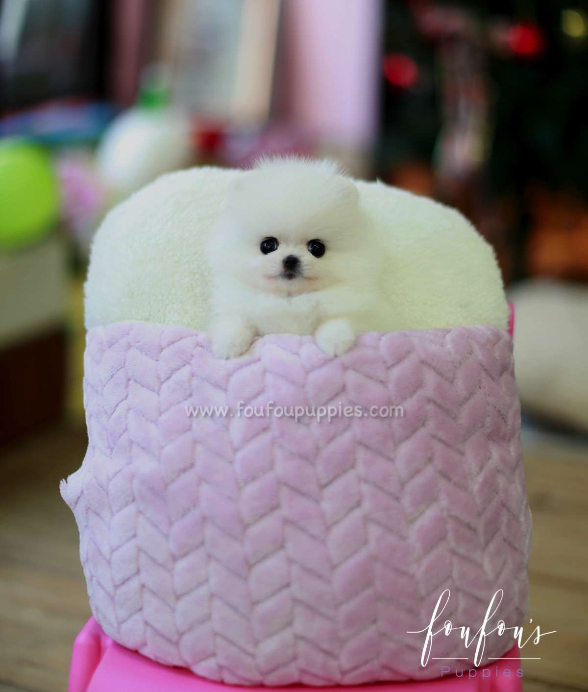 Bella - Pomeranian F.