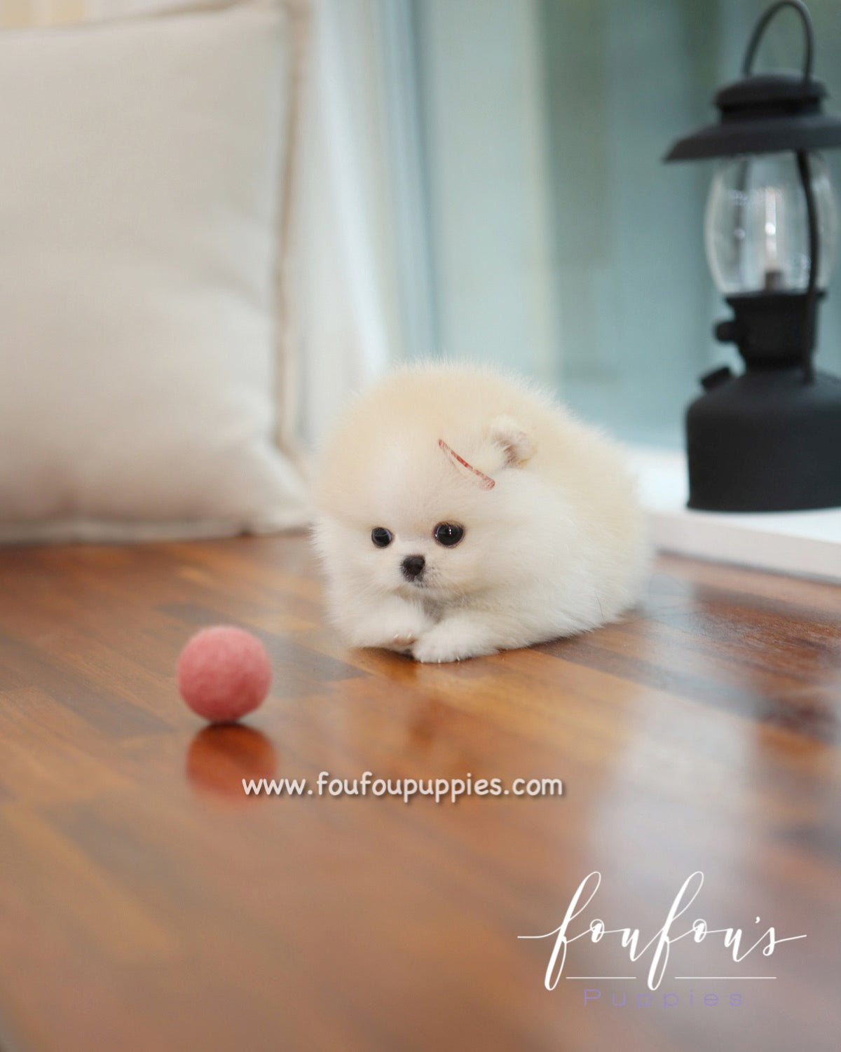 Cotton - Pomeranian F.