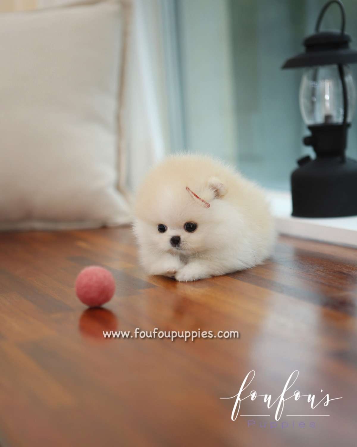 Cotton - Pomeranian F.