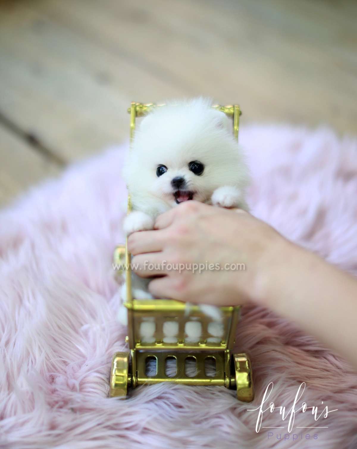 Bella - Pomeranian F.