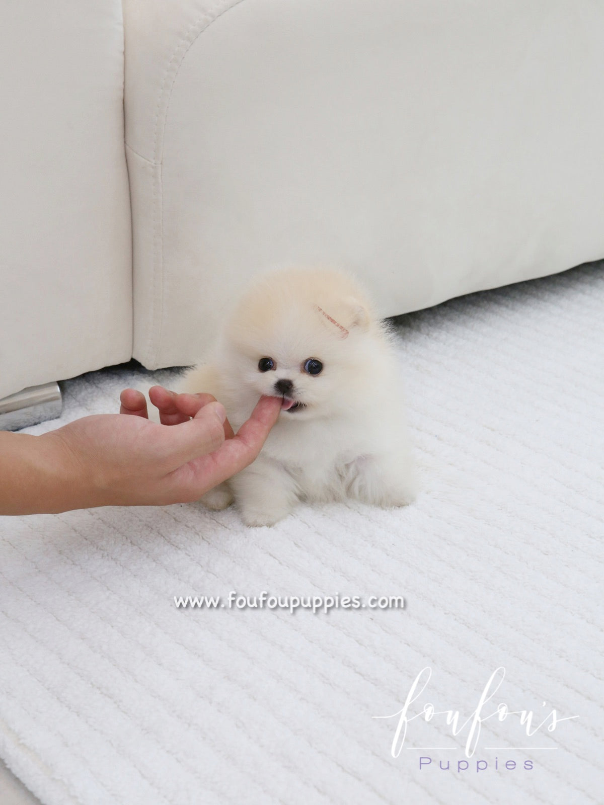 Cotton - Pomeranian F.