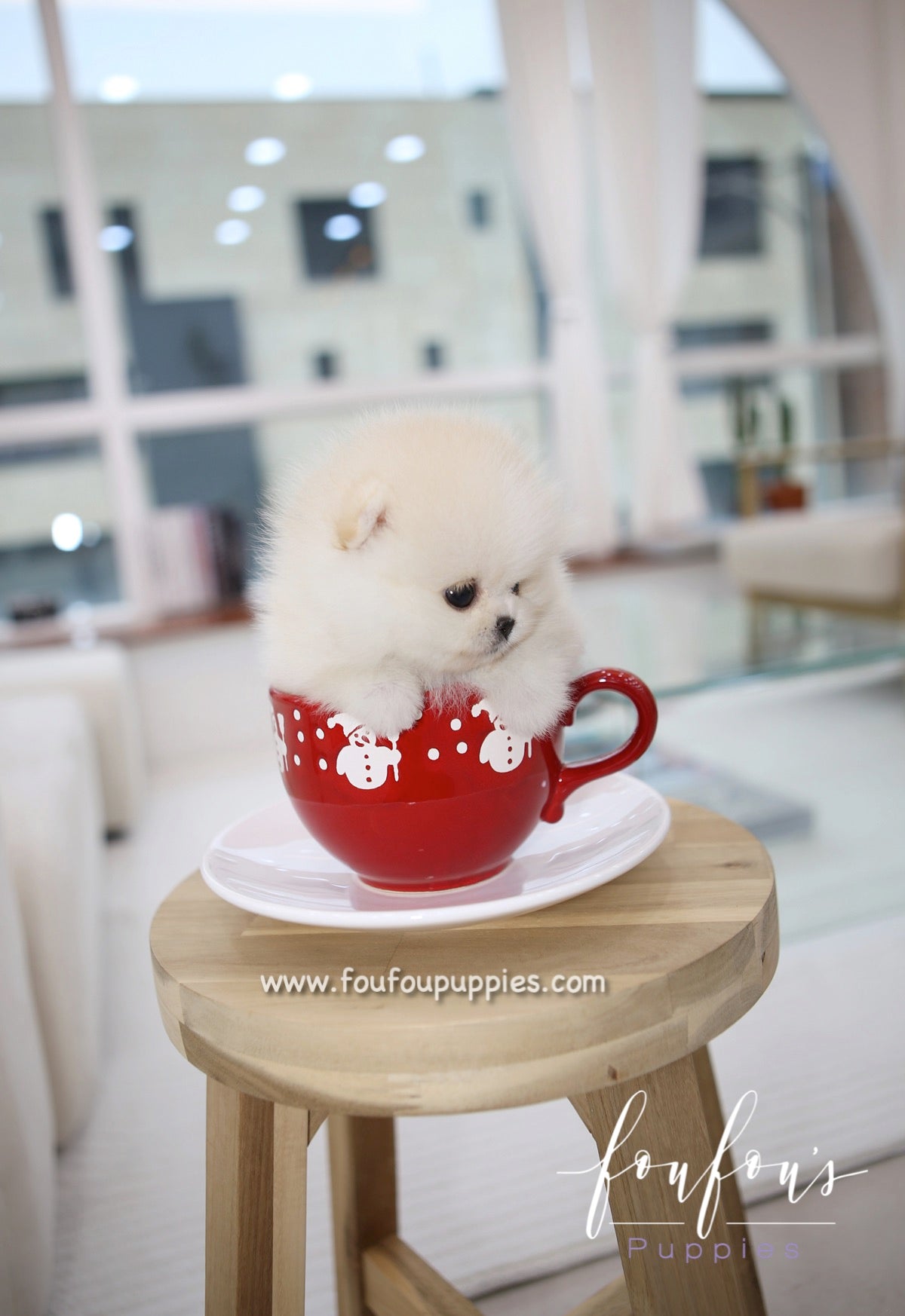 Cotton - Pomeranian F.