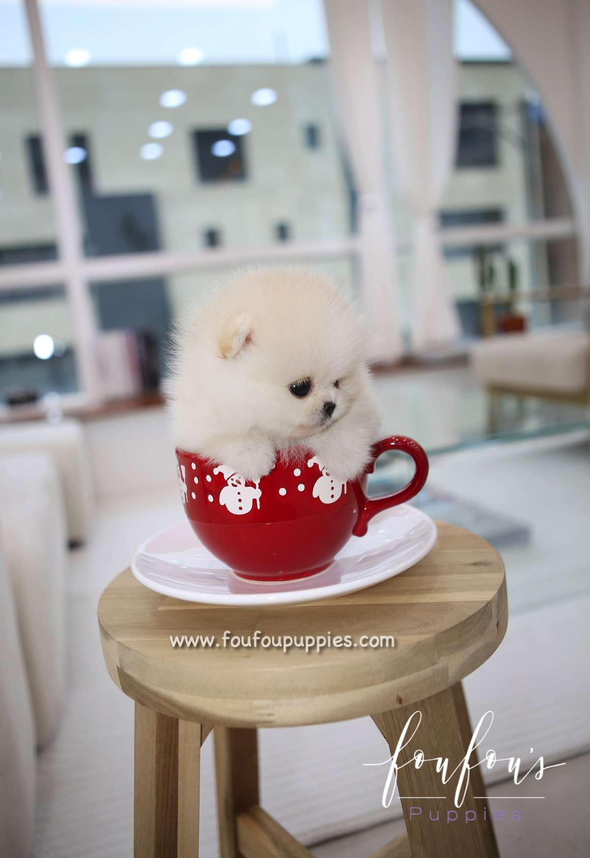 Cotton - Pomeranian F.