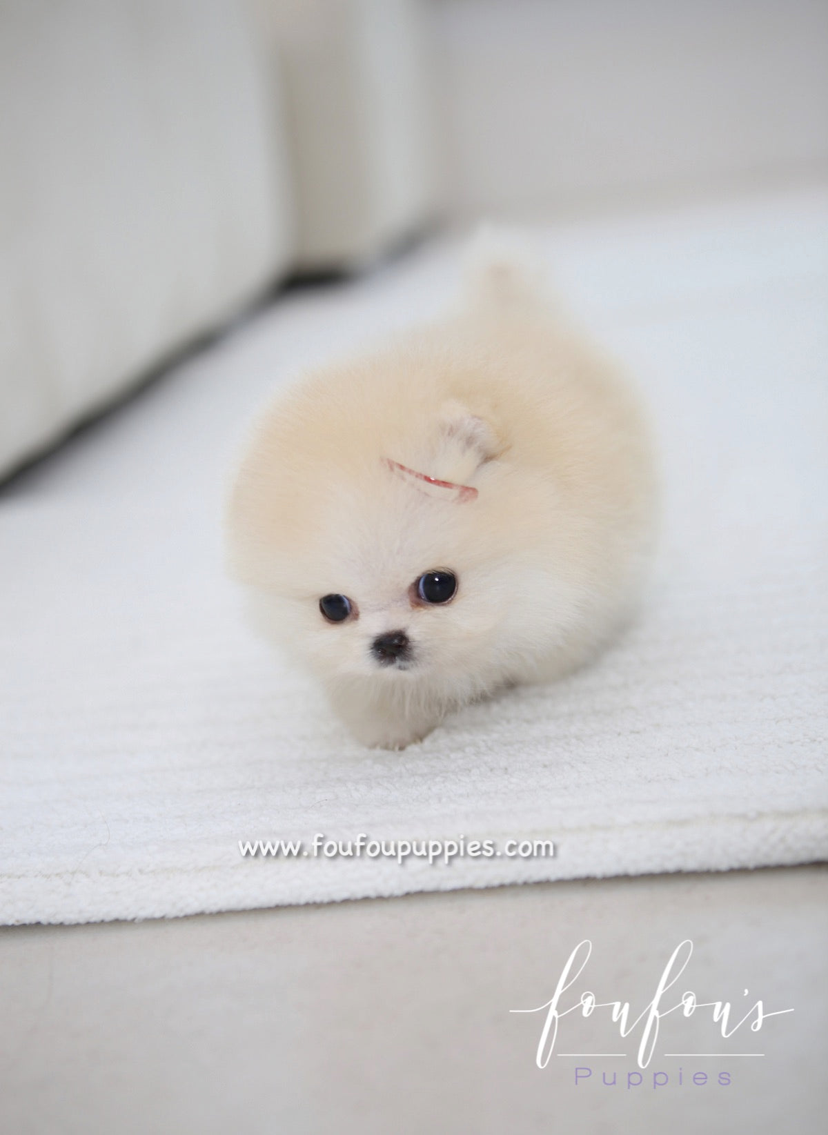 Cotton - Pomeranian F.