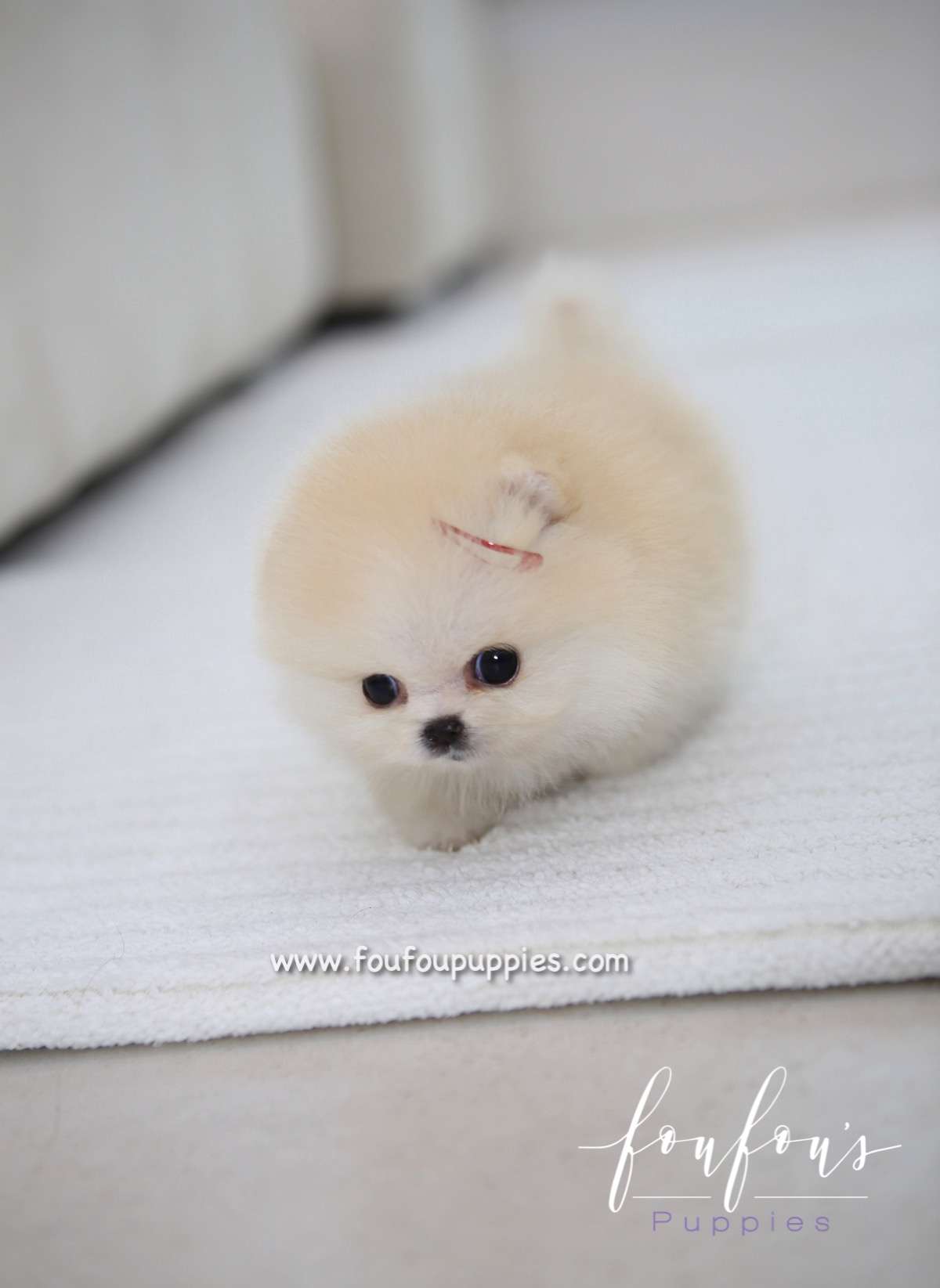 Cotton - Pomeranian F.
