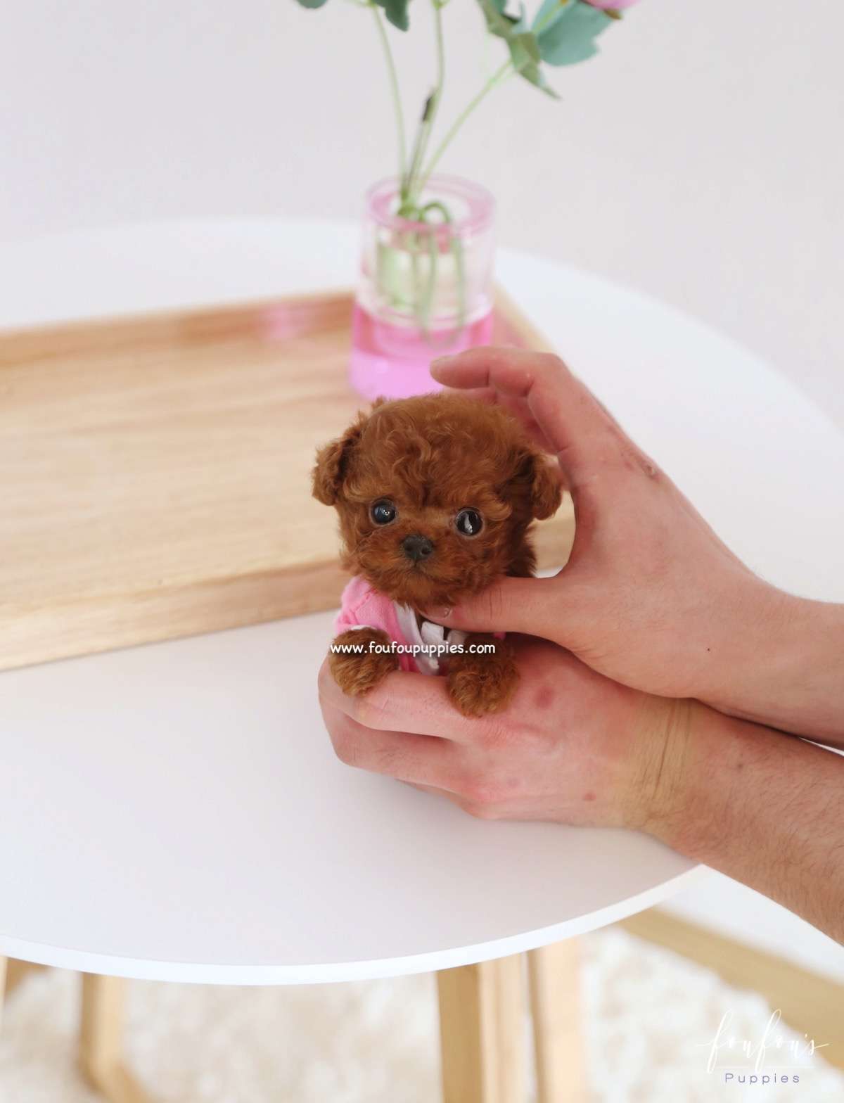 Ben - Poodle M.