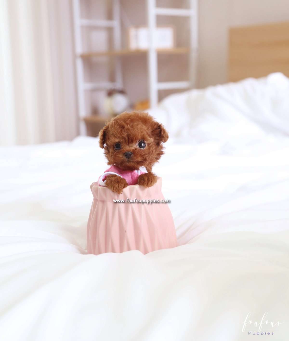 Ben - Poodle M.