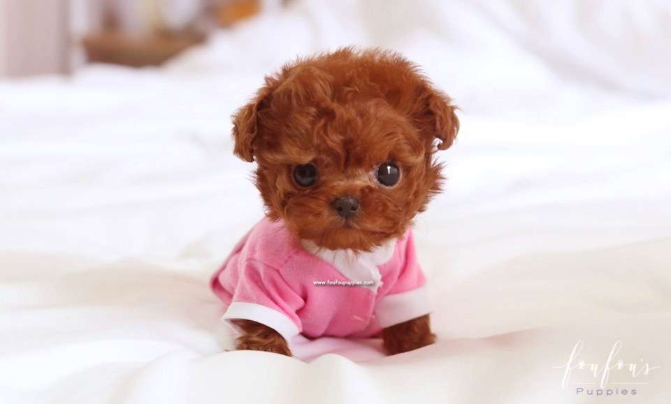 Ben - Poodle M.