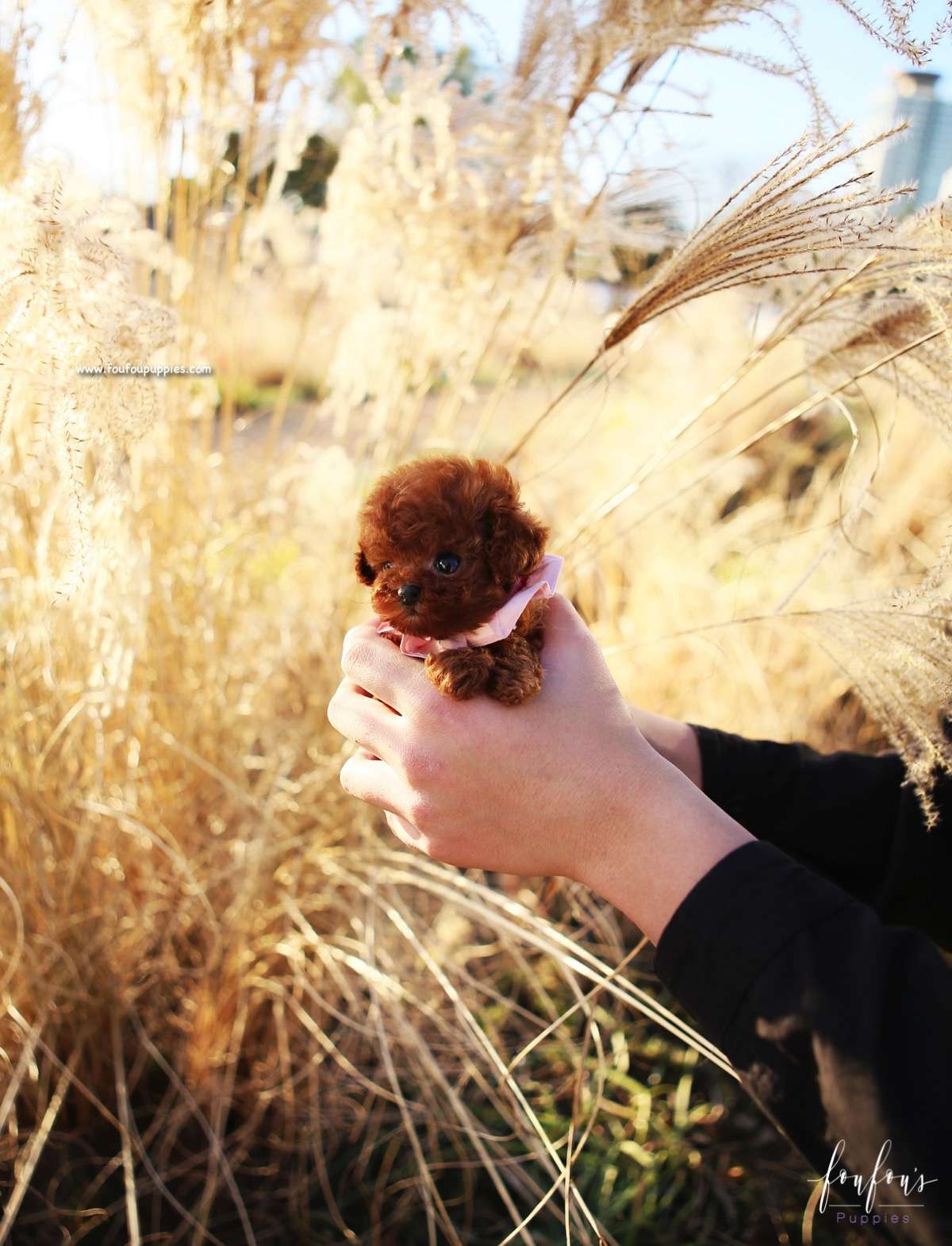 Kiwi - Poodle F.